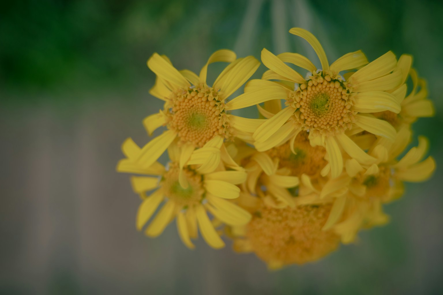 Un bouquet de fleurs jaunes sur un fond flou