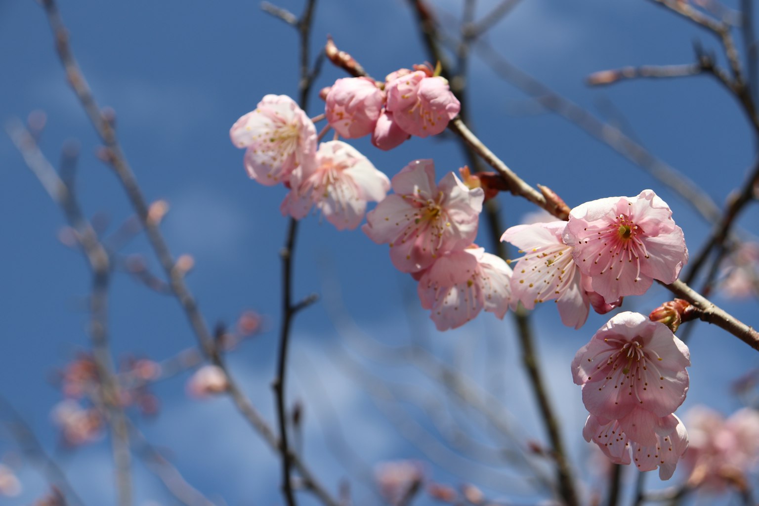 Fiori di ciliegio che sbocciano sui rami sotto un cielo blu