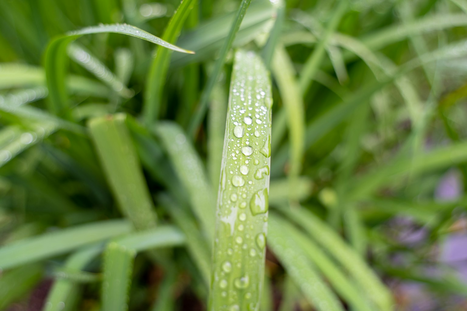 帶露珠的綠色草葉