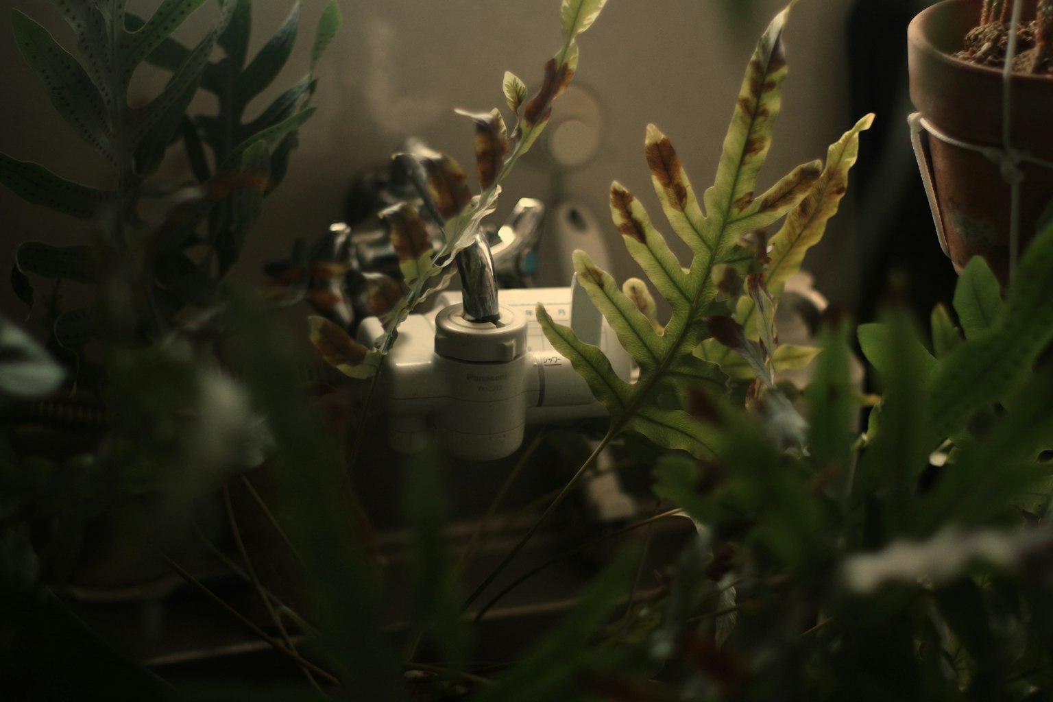 植物の間から見える白いポットと柔らかな光