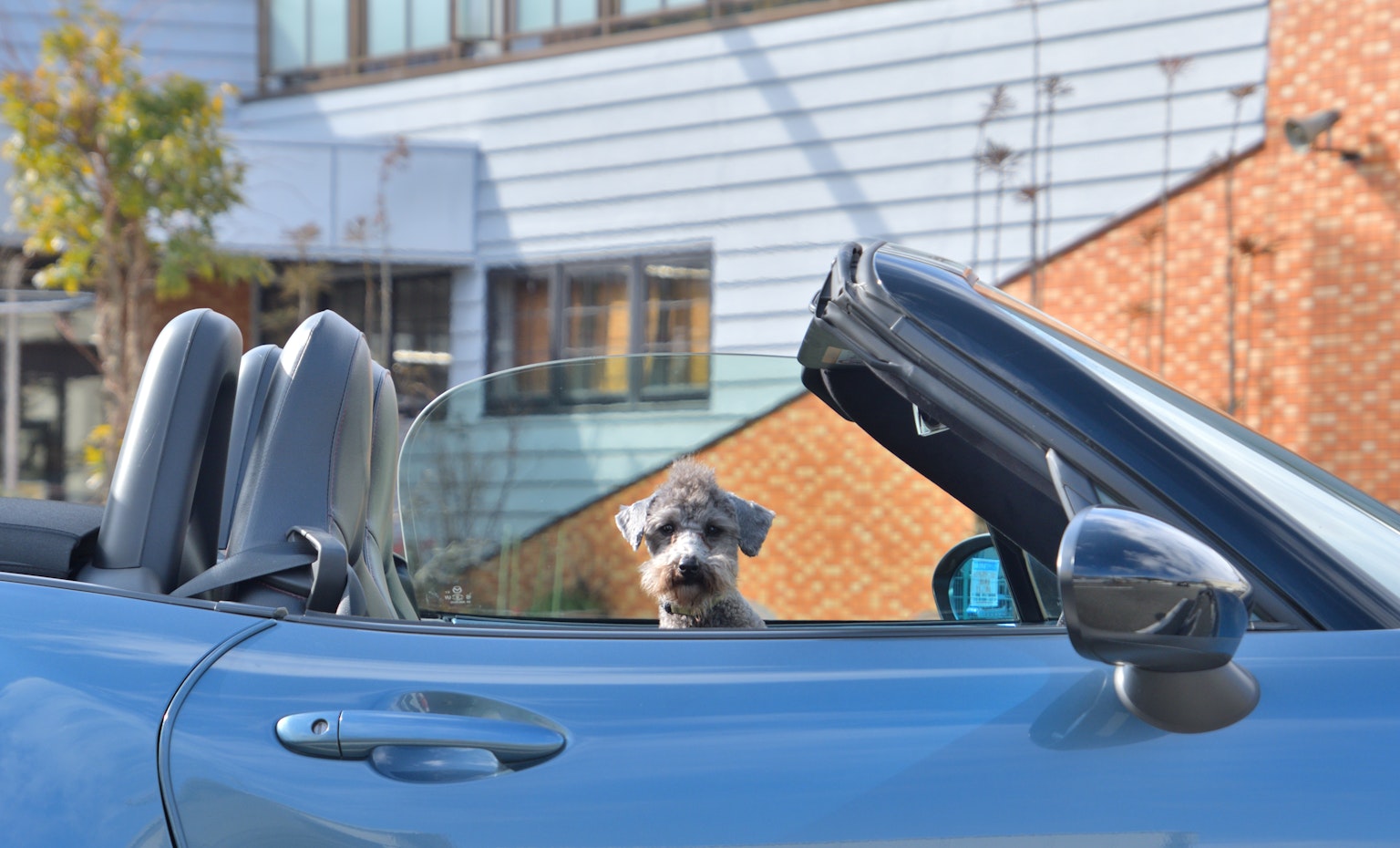 Anjing mengintip dari jendela mobil convertible