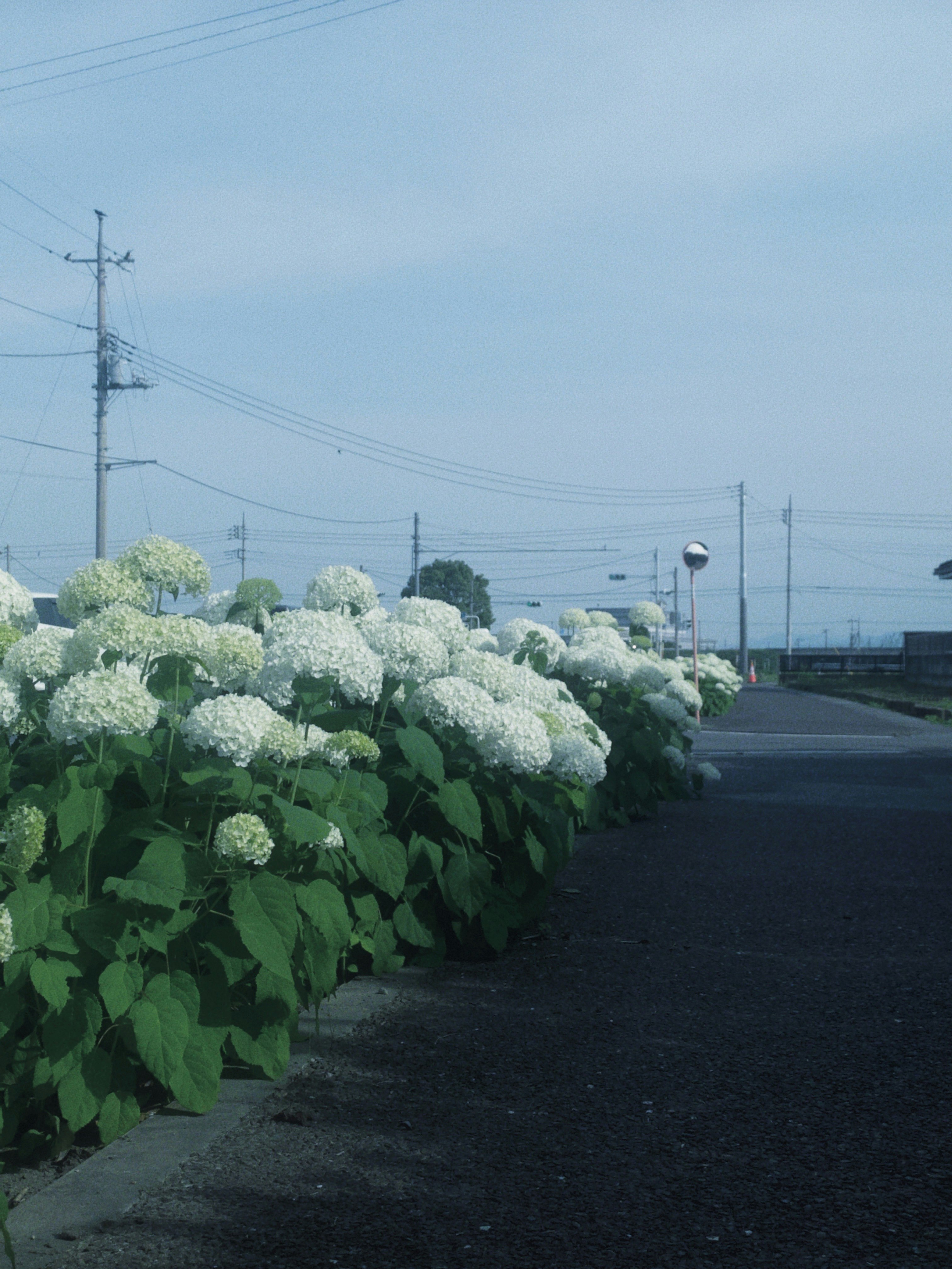 道路沿いに咲くアジサイの花と電柱