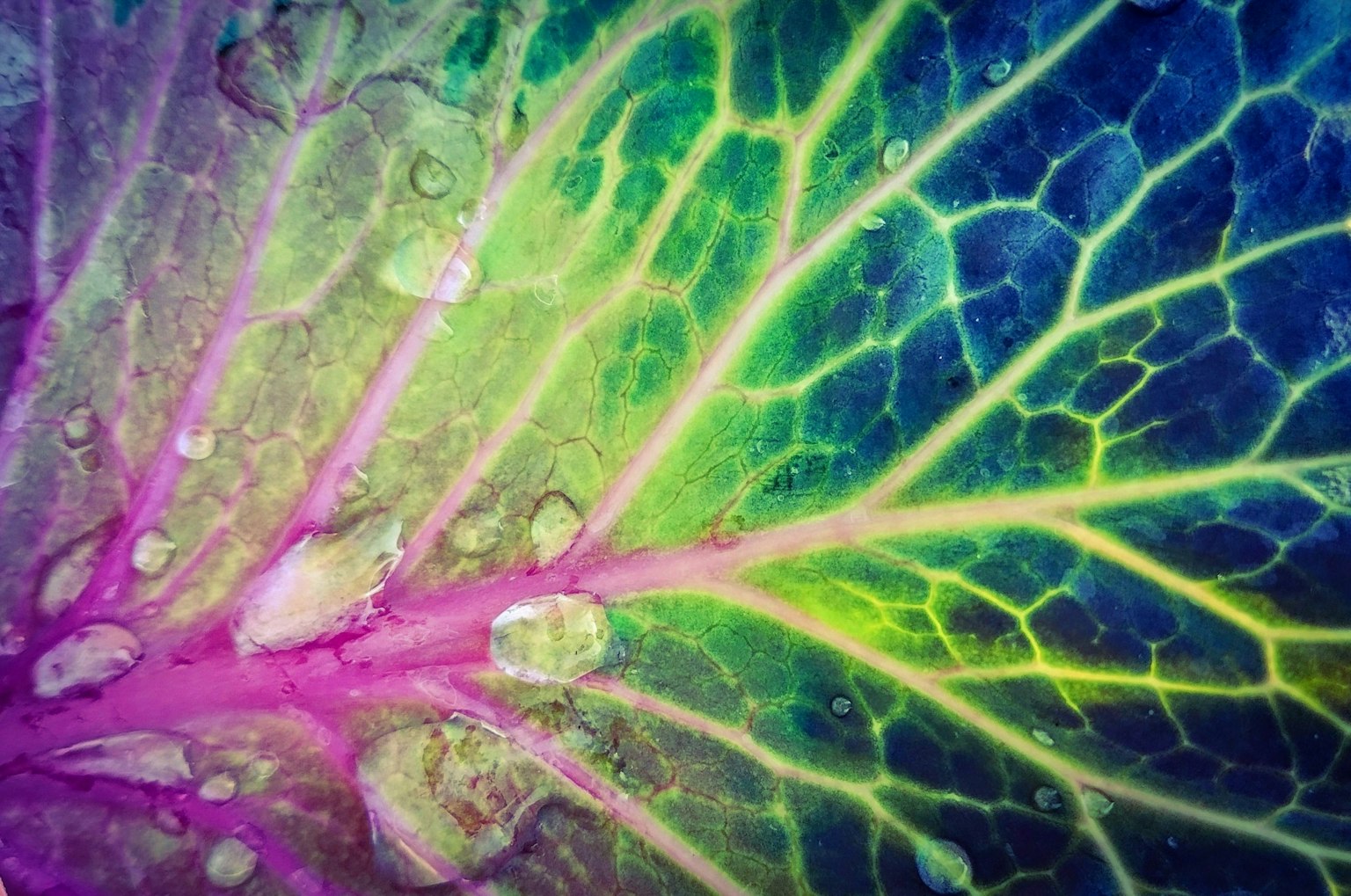 Image en gros plan de veines de feuille colorées avec des gouttes d'eau