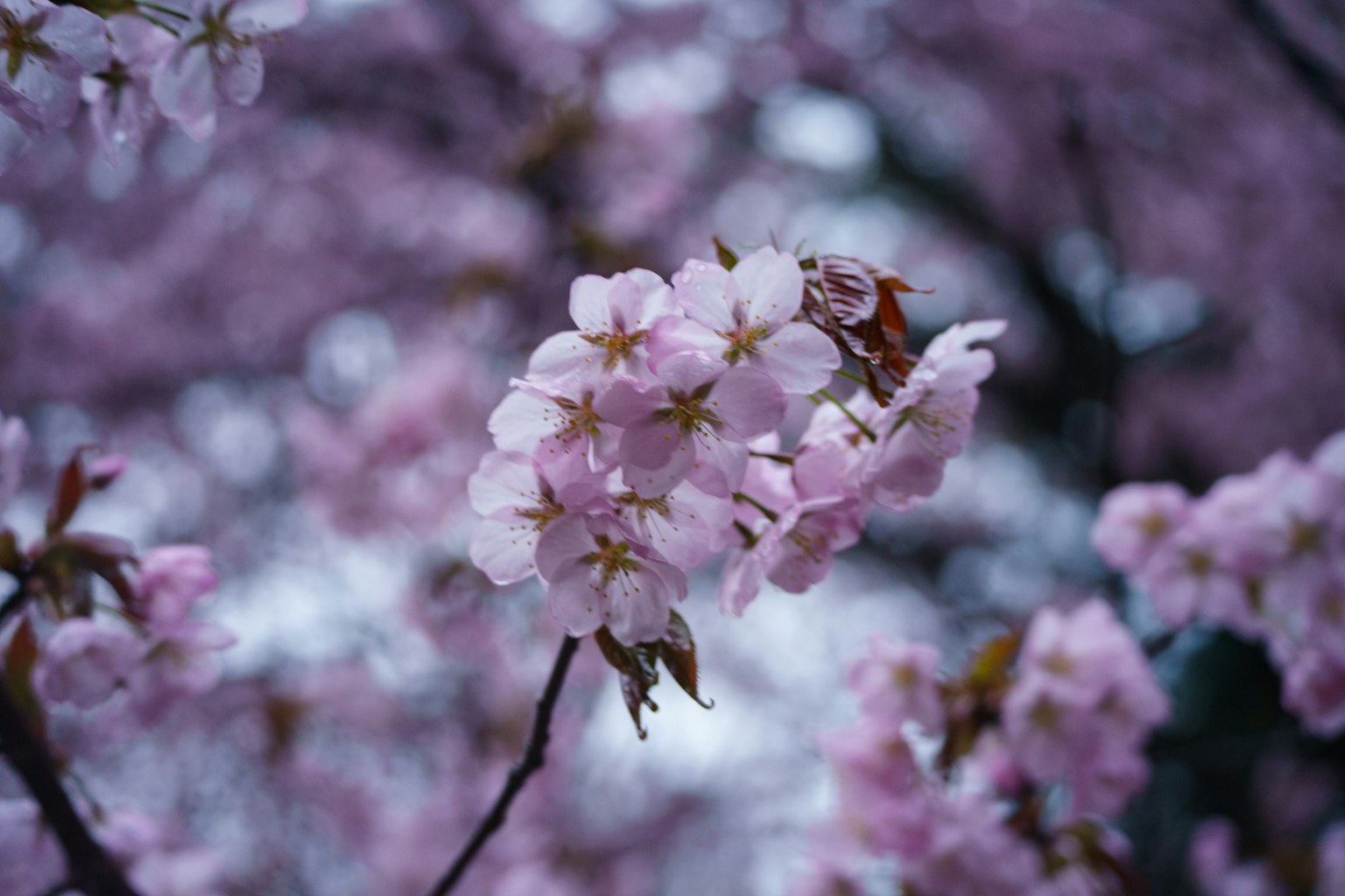 Close-up bunga sakura yang sedang mekar