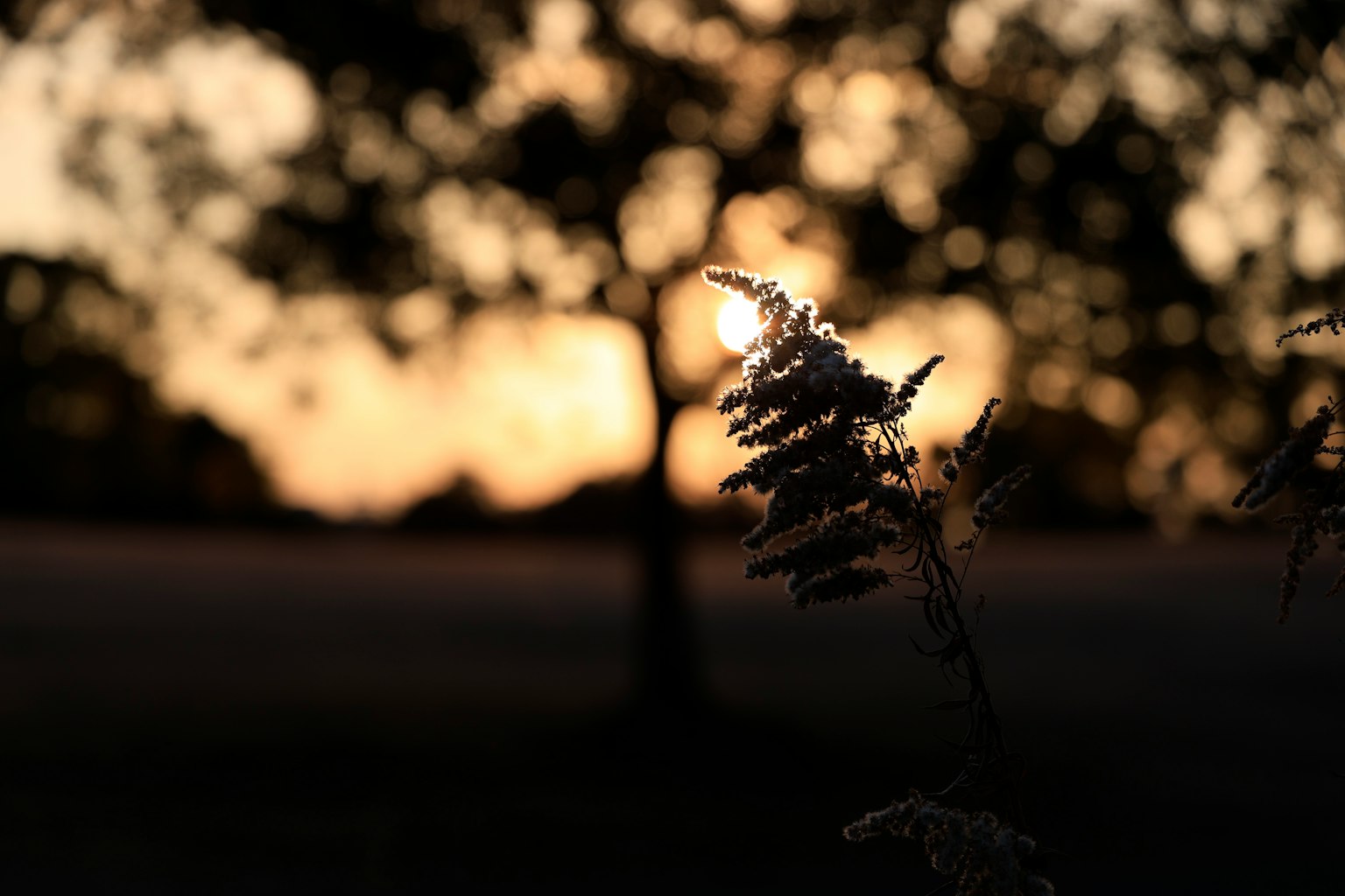 Silueta de una planta con el atardecer de fondo y árboles borrosos