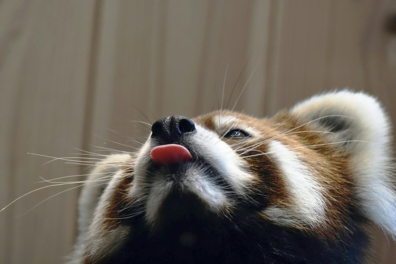 Primo piano di un panda rosso che mostra la lingua