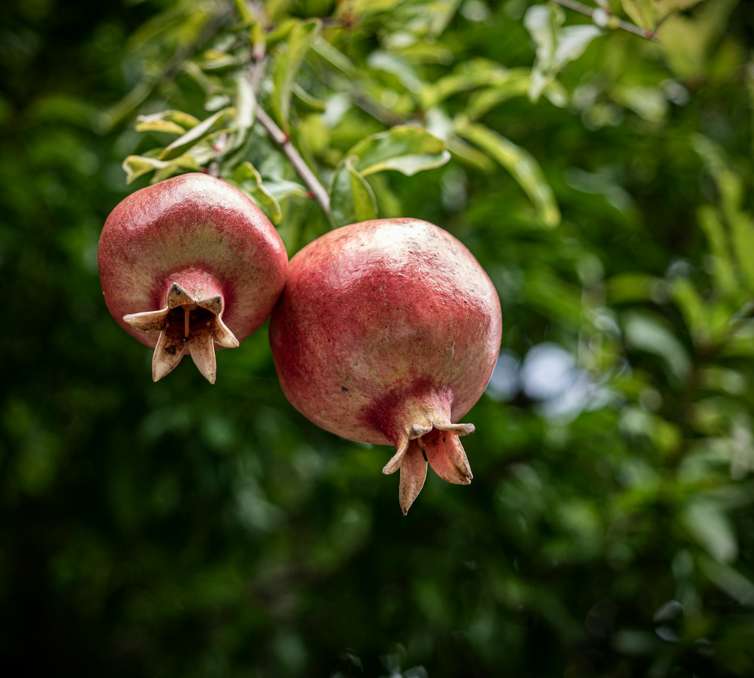 Dua buah delima matang menggantung di cabang yang rimbun