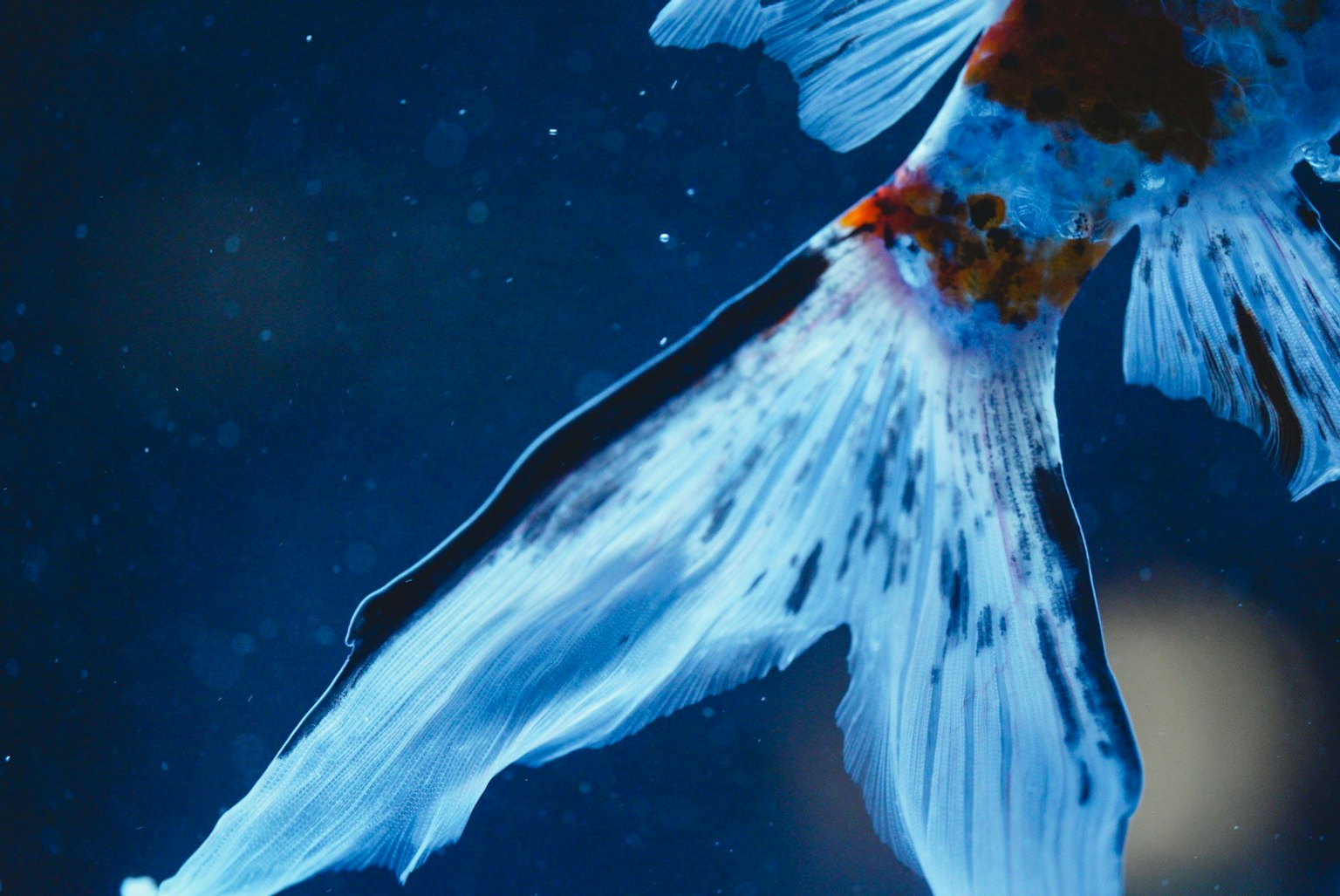 Nahaufnahme einer Goldfischflosse im blauen Wasser