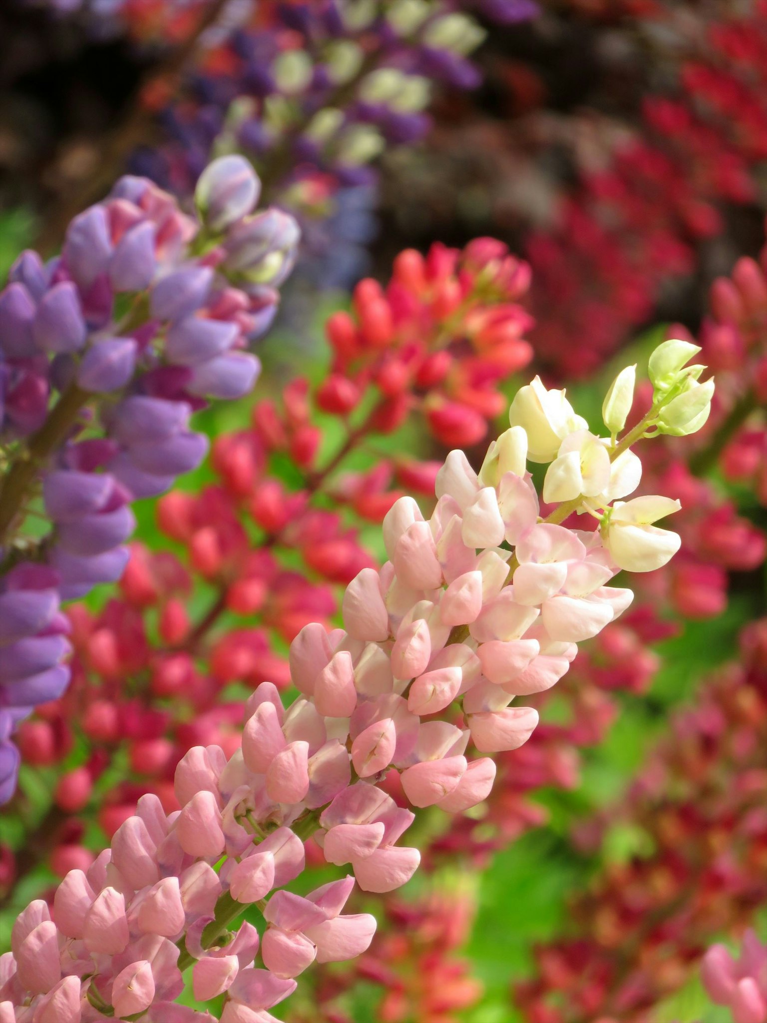 Hoa lupin đầy màu sắc nở trong vườn