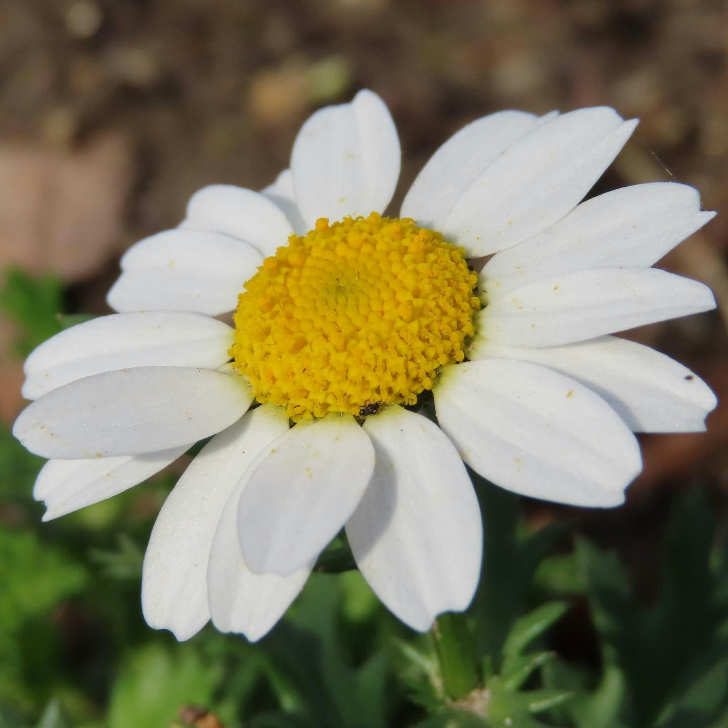 Primer plano de una margarita blanca con centro amarillo