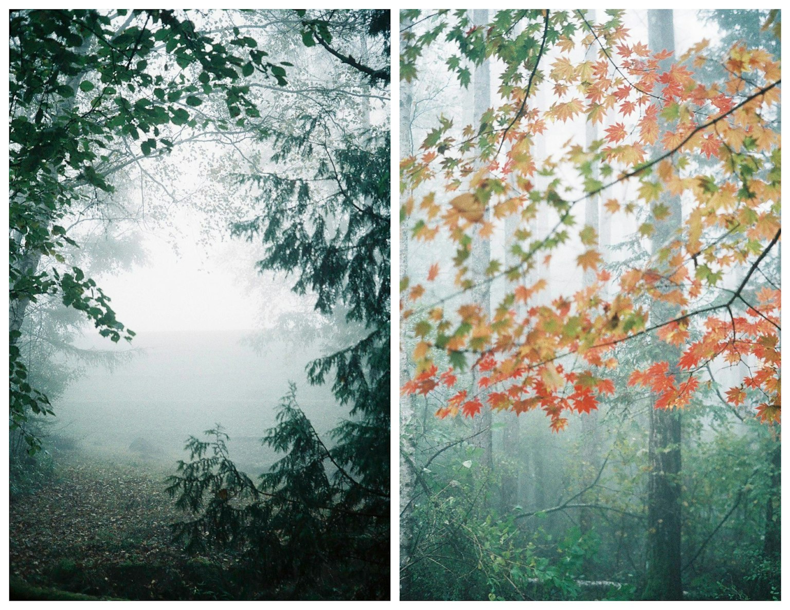 Paysage forestier brumeux avec des feuilles vertes à gauche et des feuilles orange à droite
