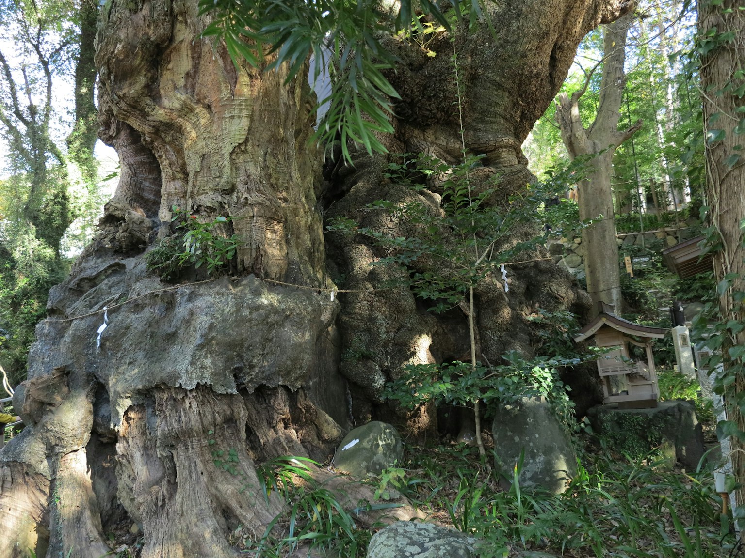 Un grand arbre entouré de plantes et de feuillage luxuriants