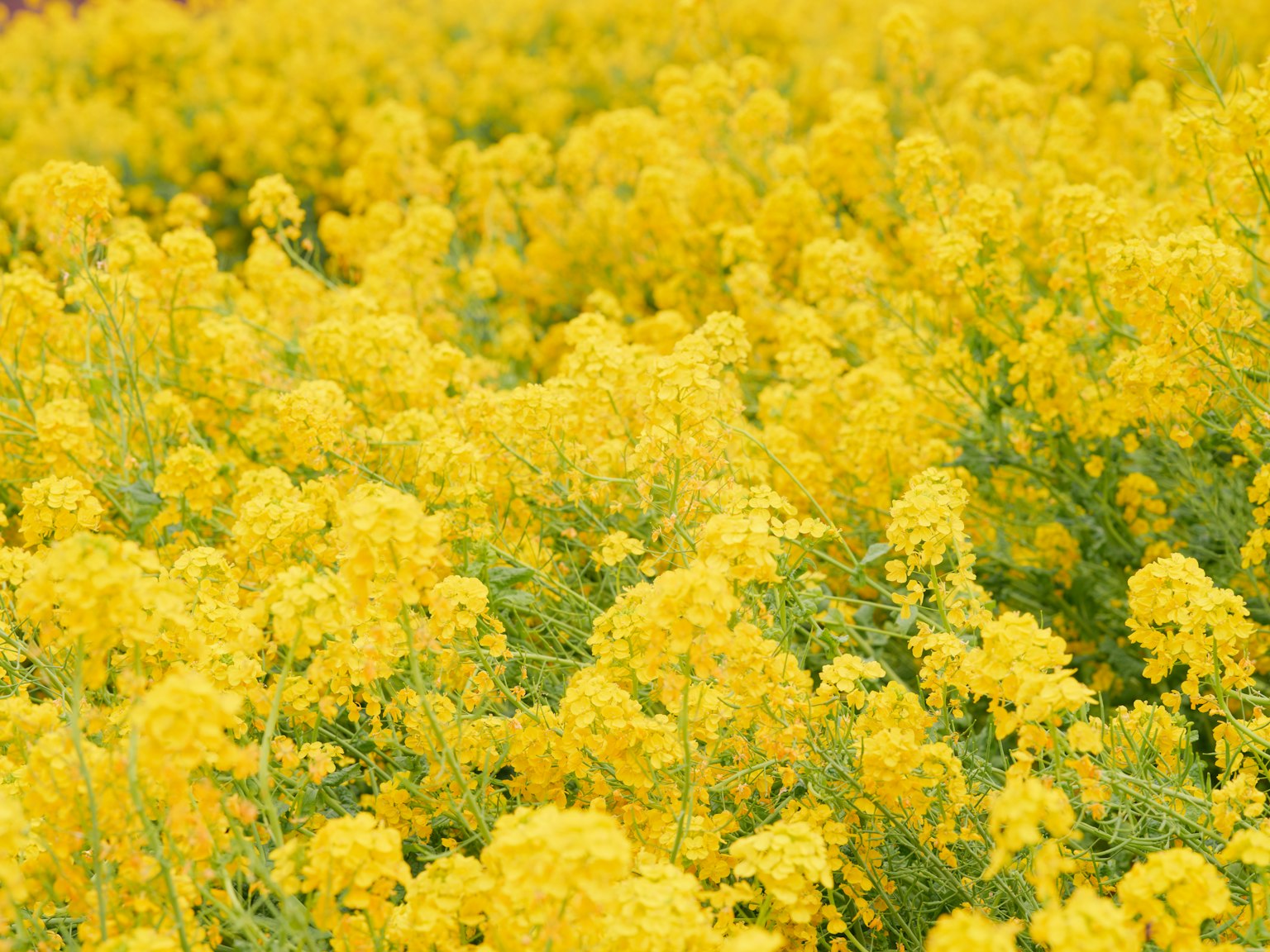 一片盛開的黃色花朵的生機勃勃的田野