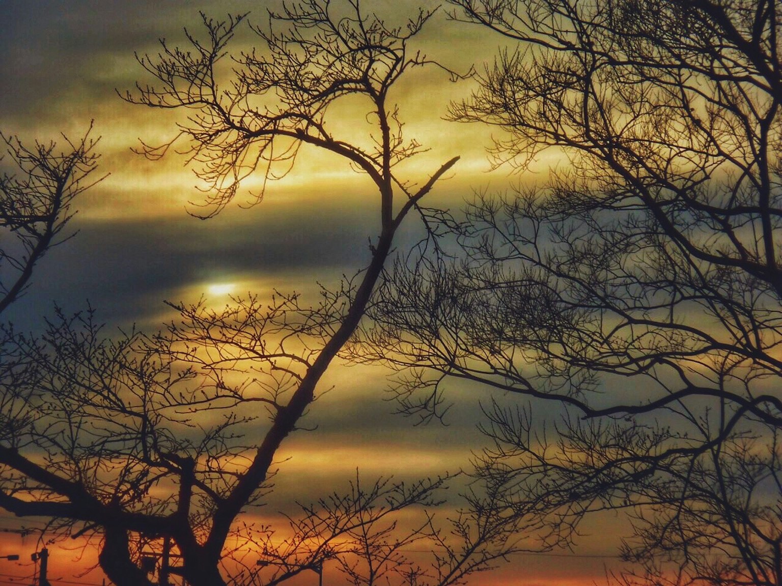 Silhouette d'arbres contre un ciel de coucher de soleil