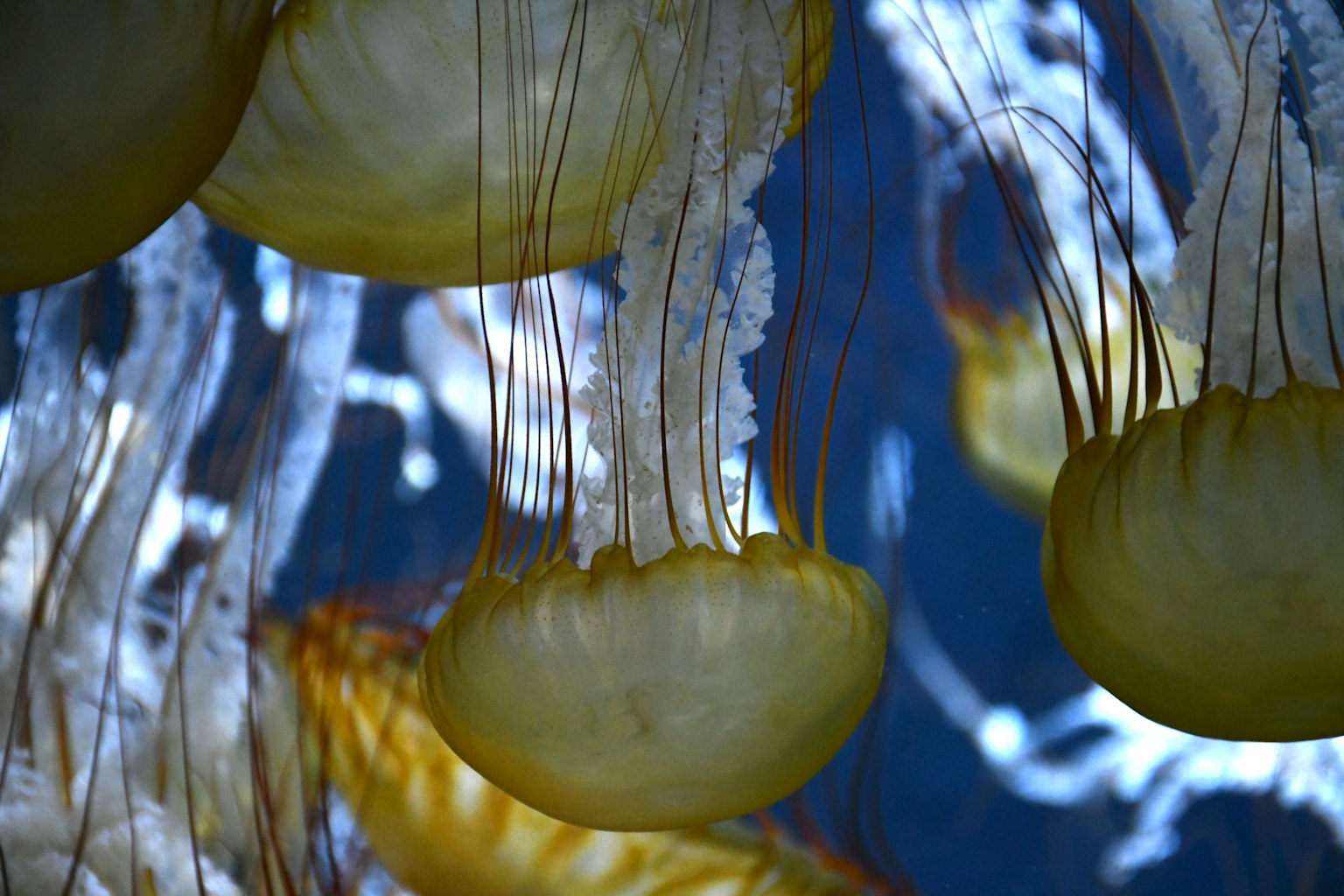 Gruppe von Quallen, die im Wasser schwimmen gelbe Quallen vor blauem Hintergrund
