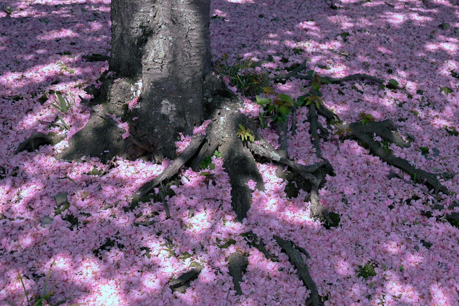 Akar pohon dikelilingi karpet kelopak bunga sakura berwarna pink