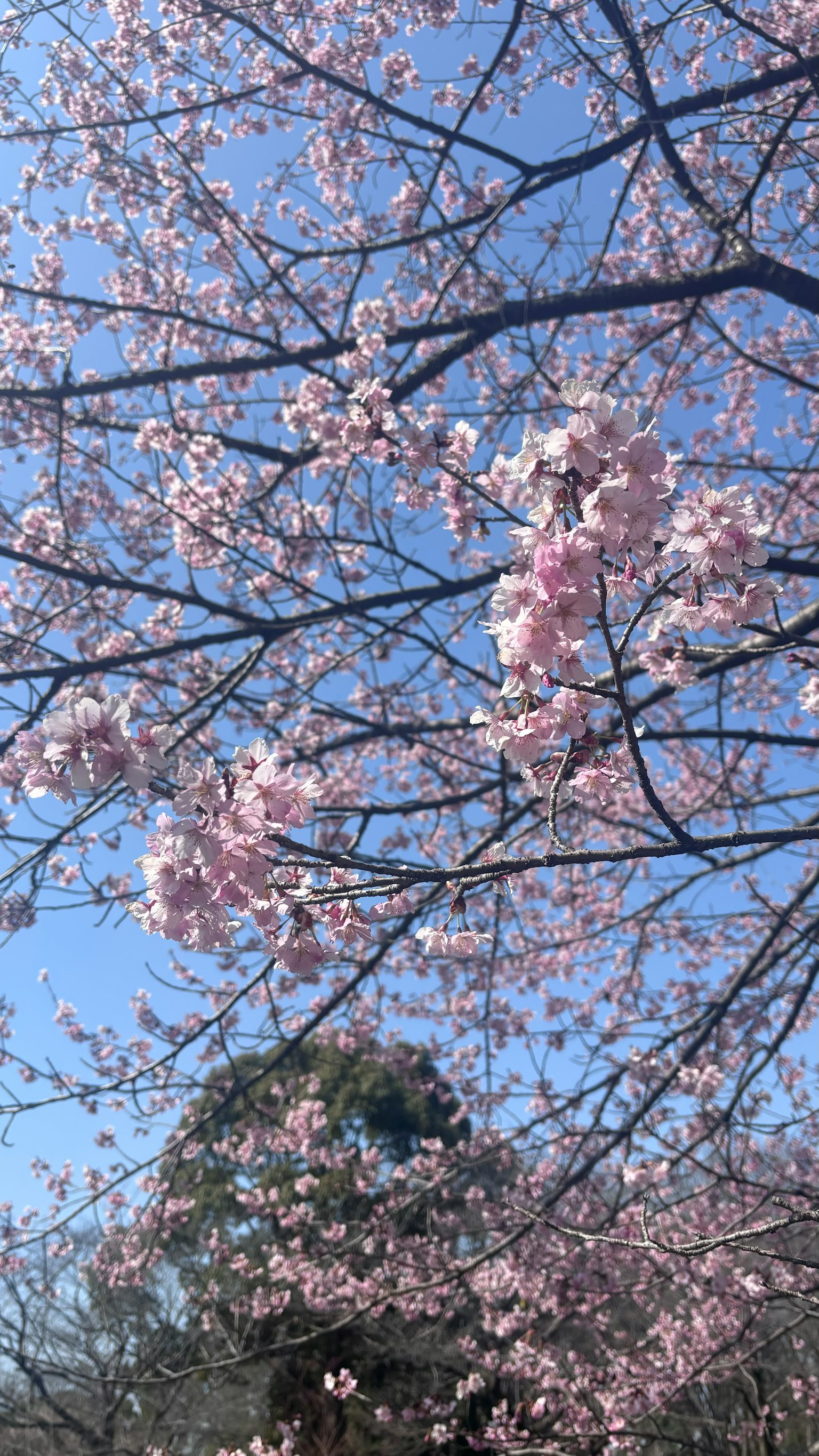 蓝天下樱花和树枝的特写