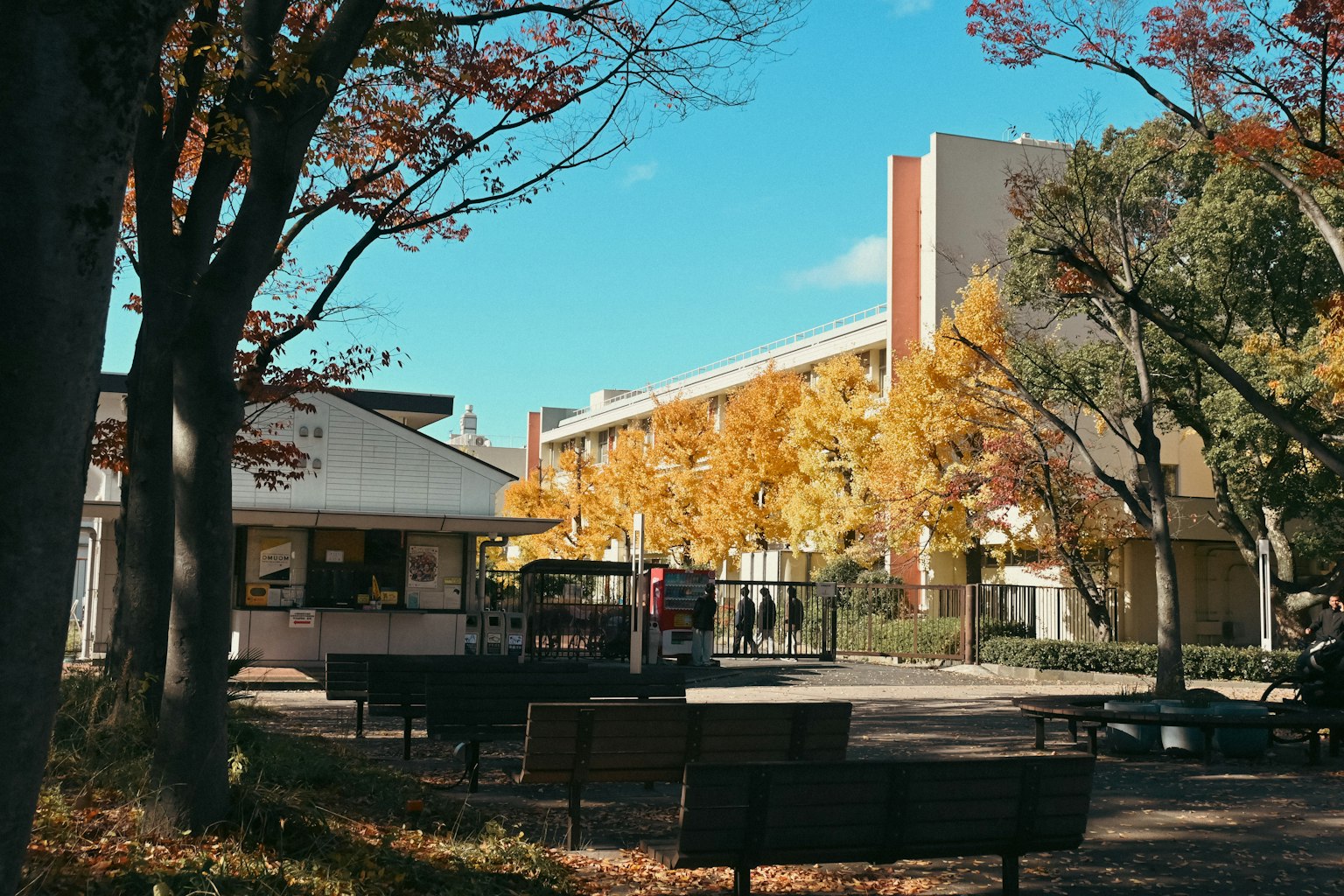 Autumn park scene with benches and yellow trees