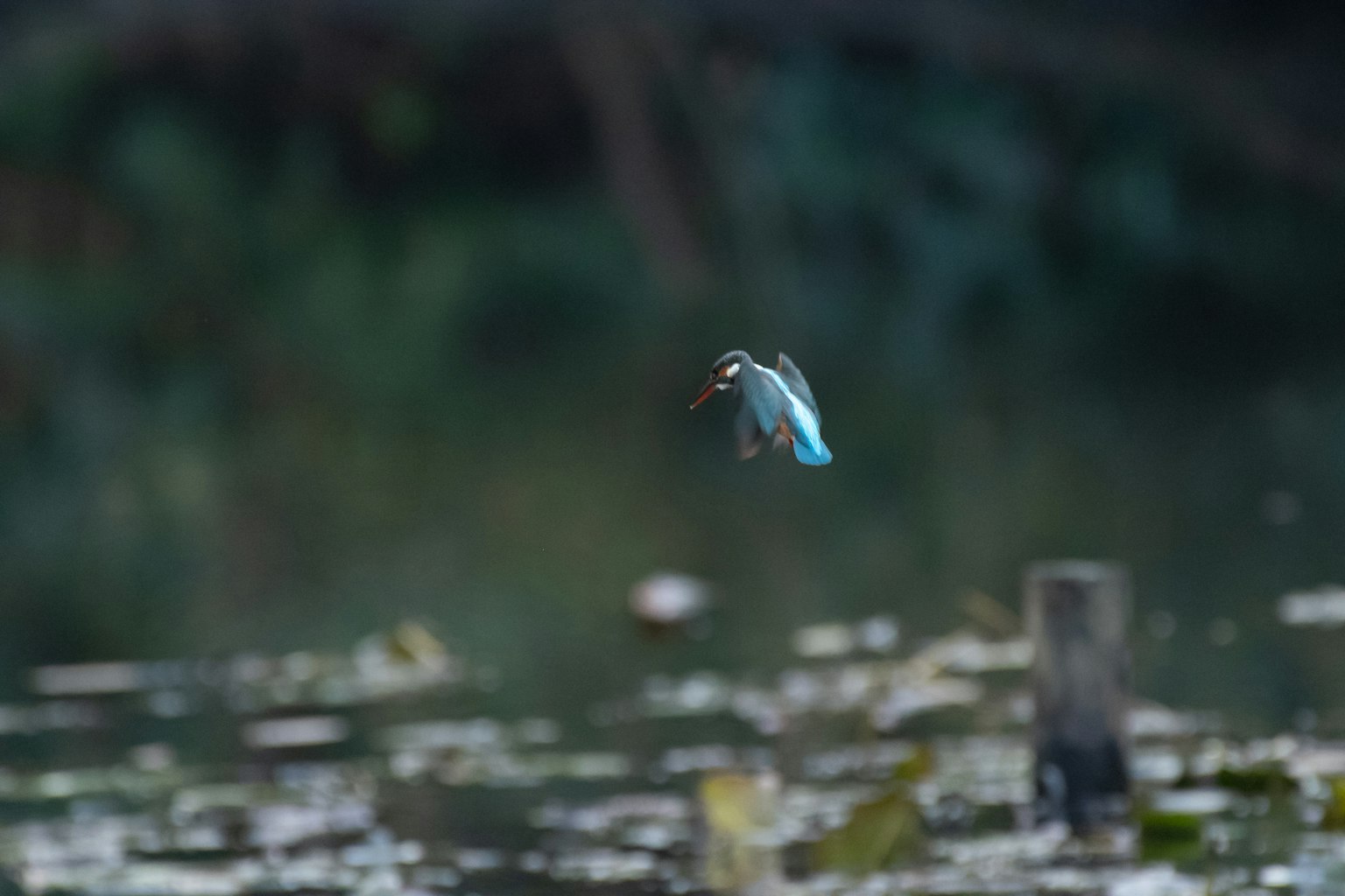Un martin-pêcheur aux plumes bleues volant au-dessus d'un étang