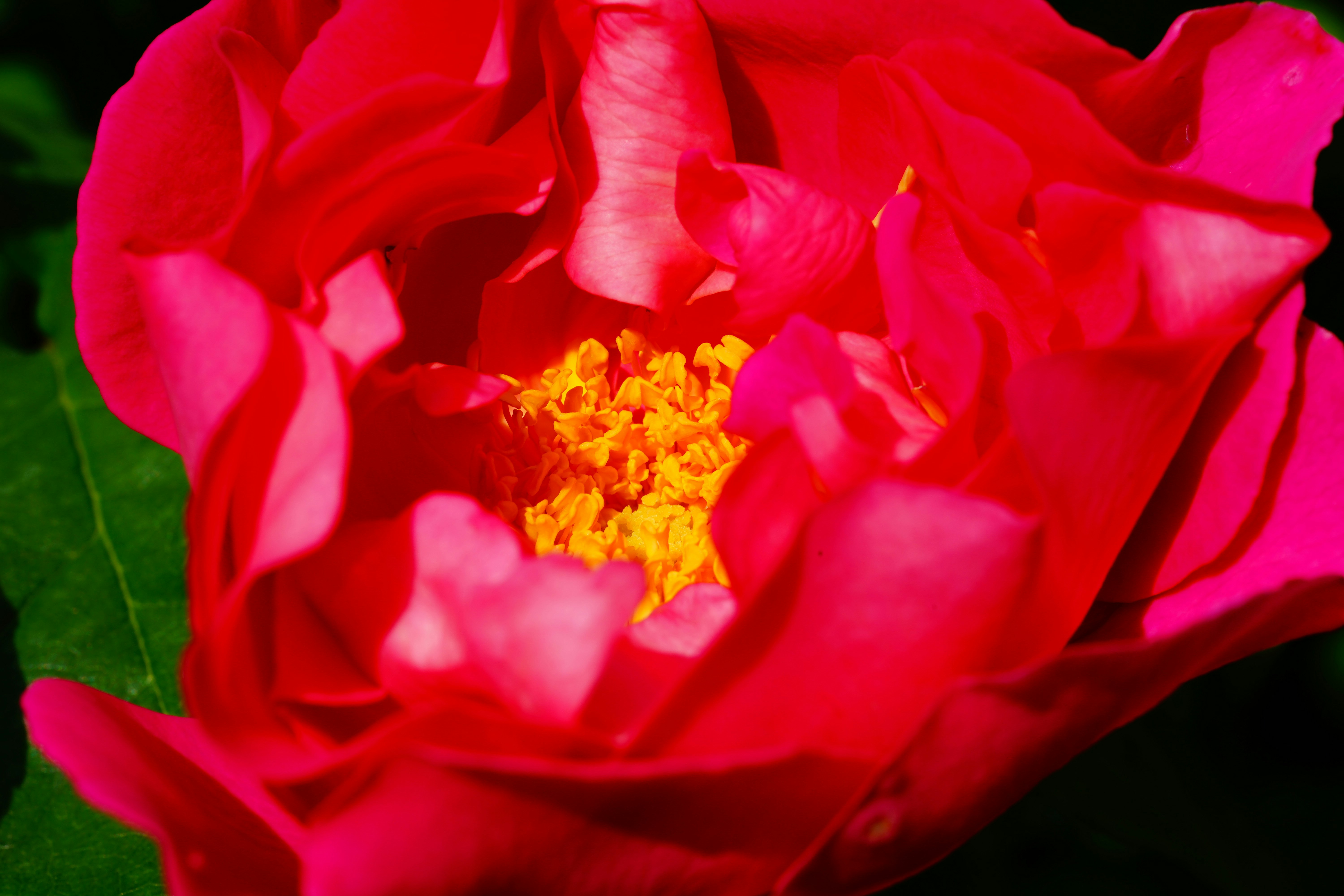赤いバラの花びらの中心に咲く黄色い花芯のクローズアップ