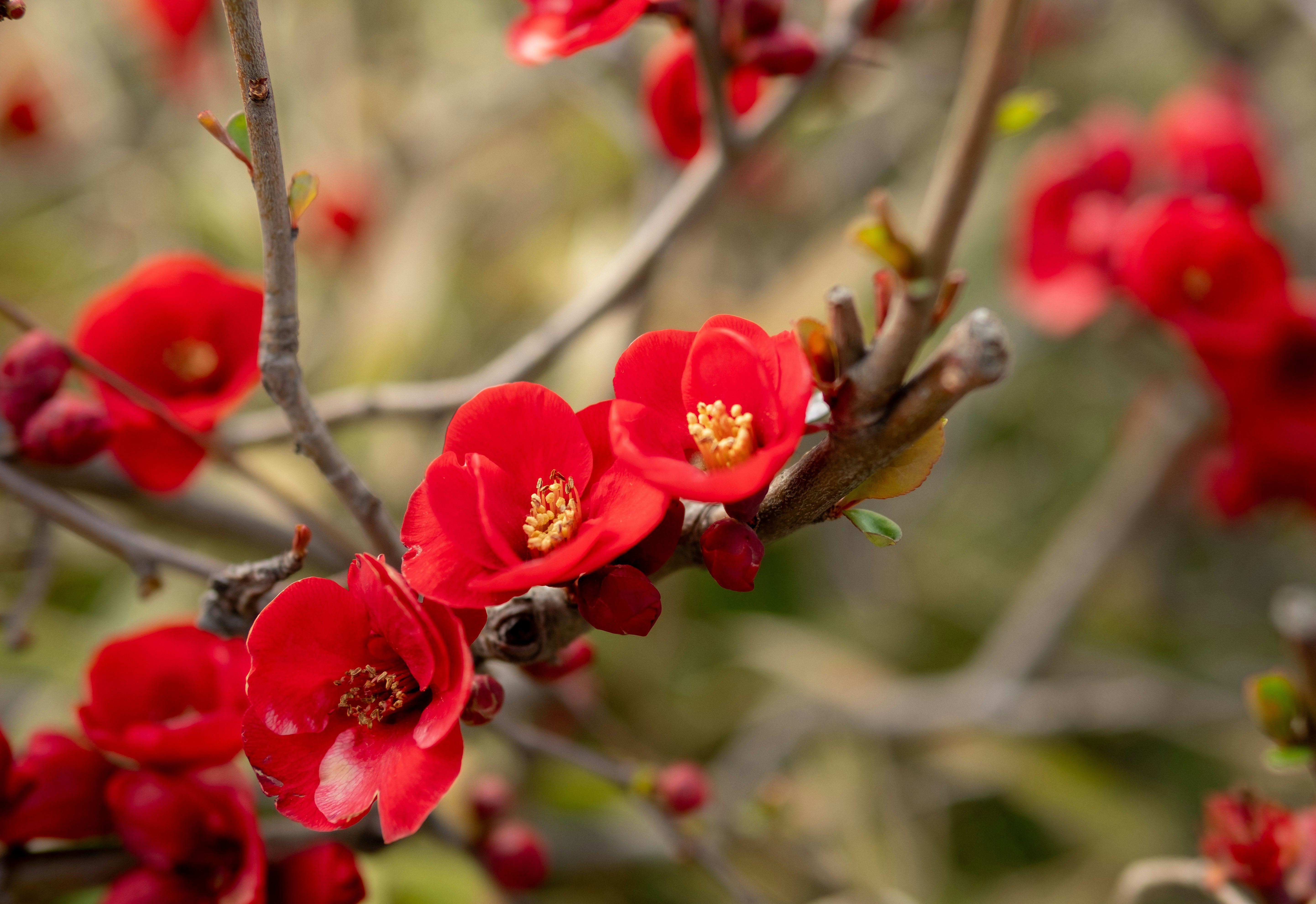 Close-up bunga merah di dahan saat musim semi