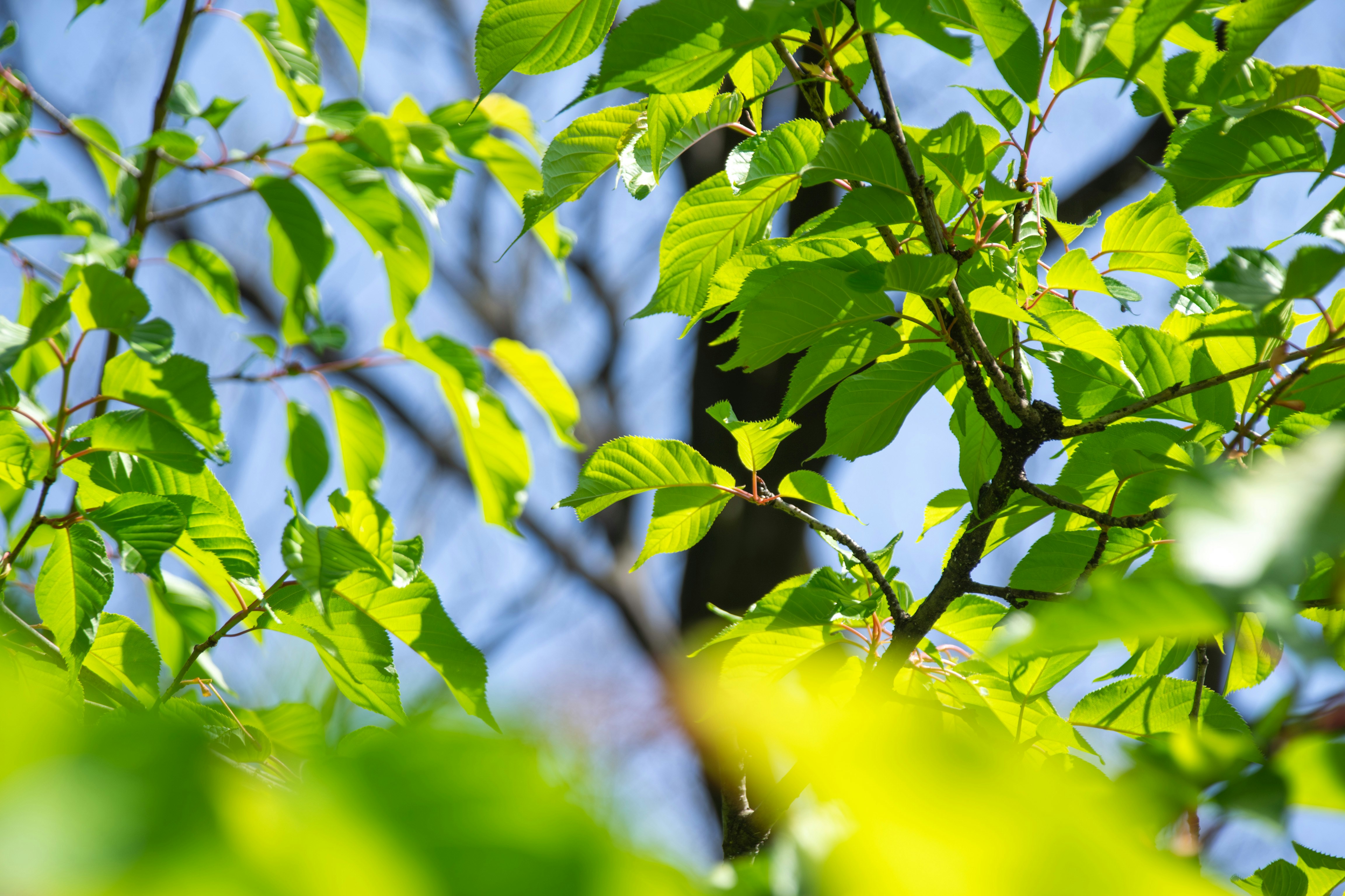 feuilles vertes sur une branche contre un ciel bleu
