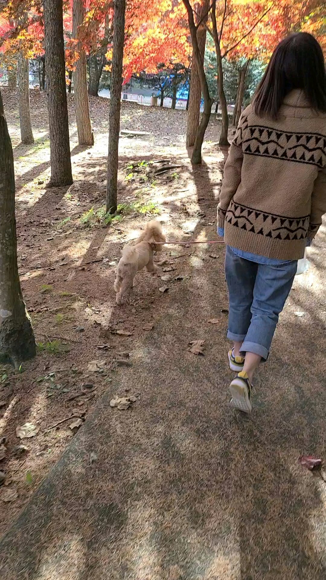 秋季落叶林荫道上遛狗的人