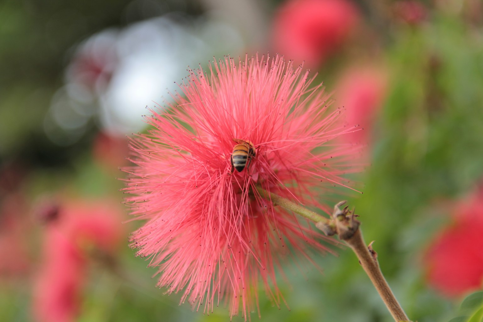 Close-up of vibrant pink flower with a bee
