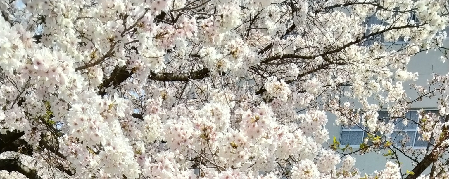 Primer plano de ramas de cerezo en plena floración