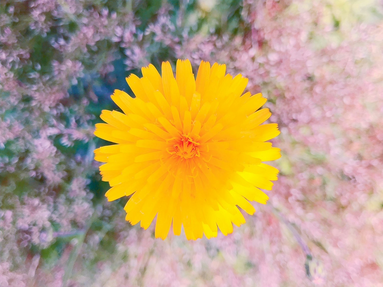 Un dente di leone giallo vivace fiorisce al centro con uno sfondo floreale rosa chiaro