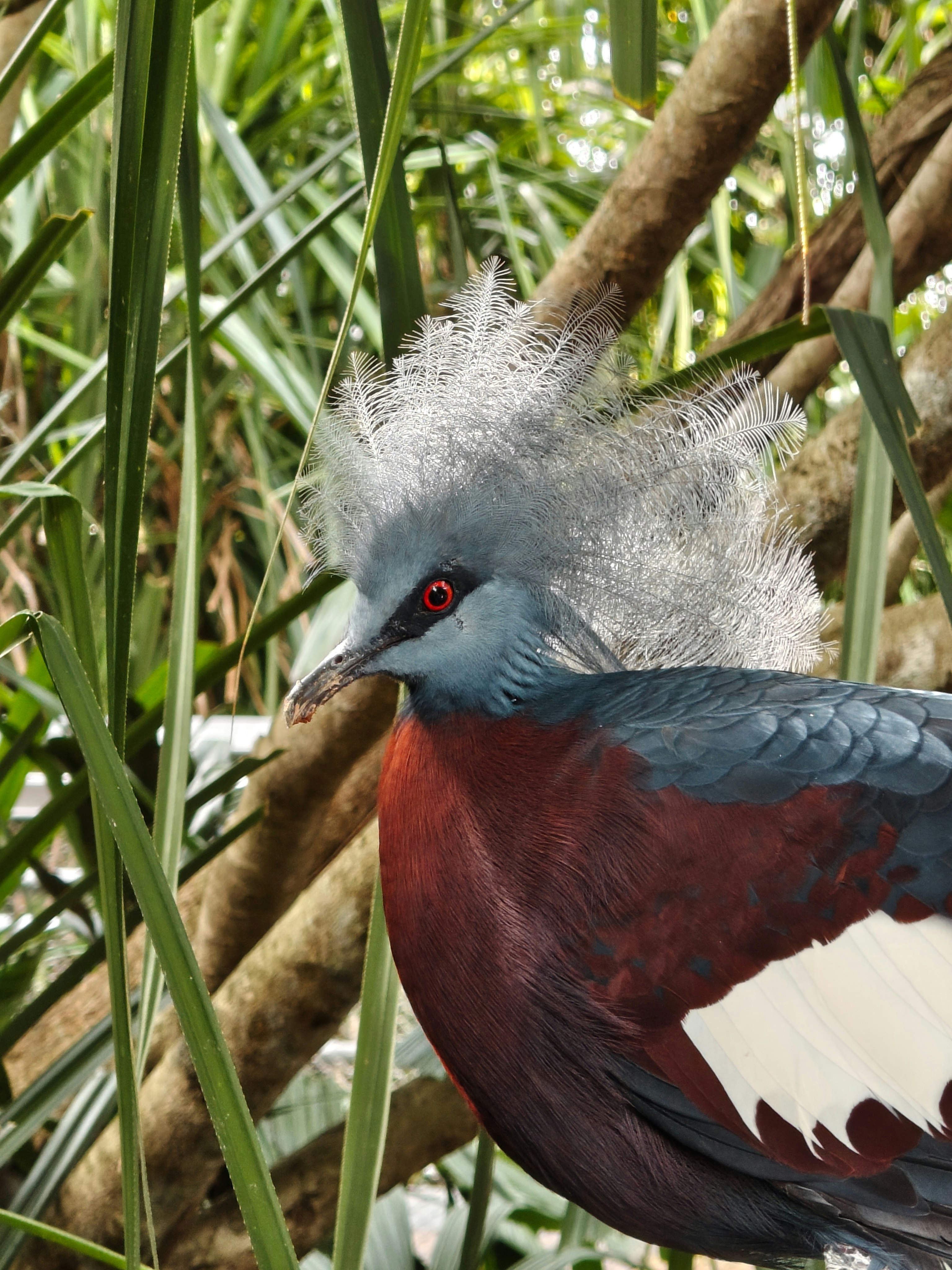 Vogel mit ausgebreiteten Flügeln zwischen hohem Gras und Ästen, Atmosphäre einer Tierausstellung