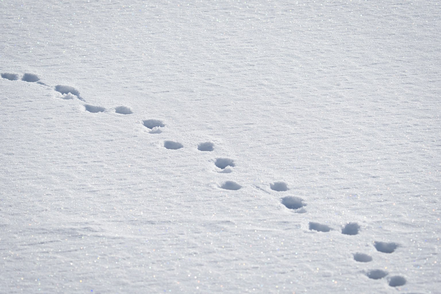 Impronte che si snodano nella neve fresca