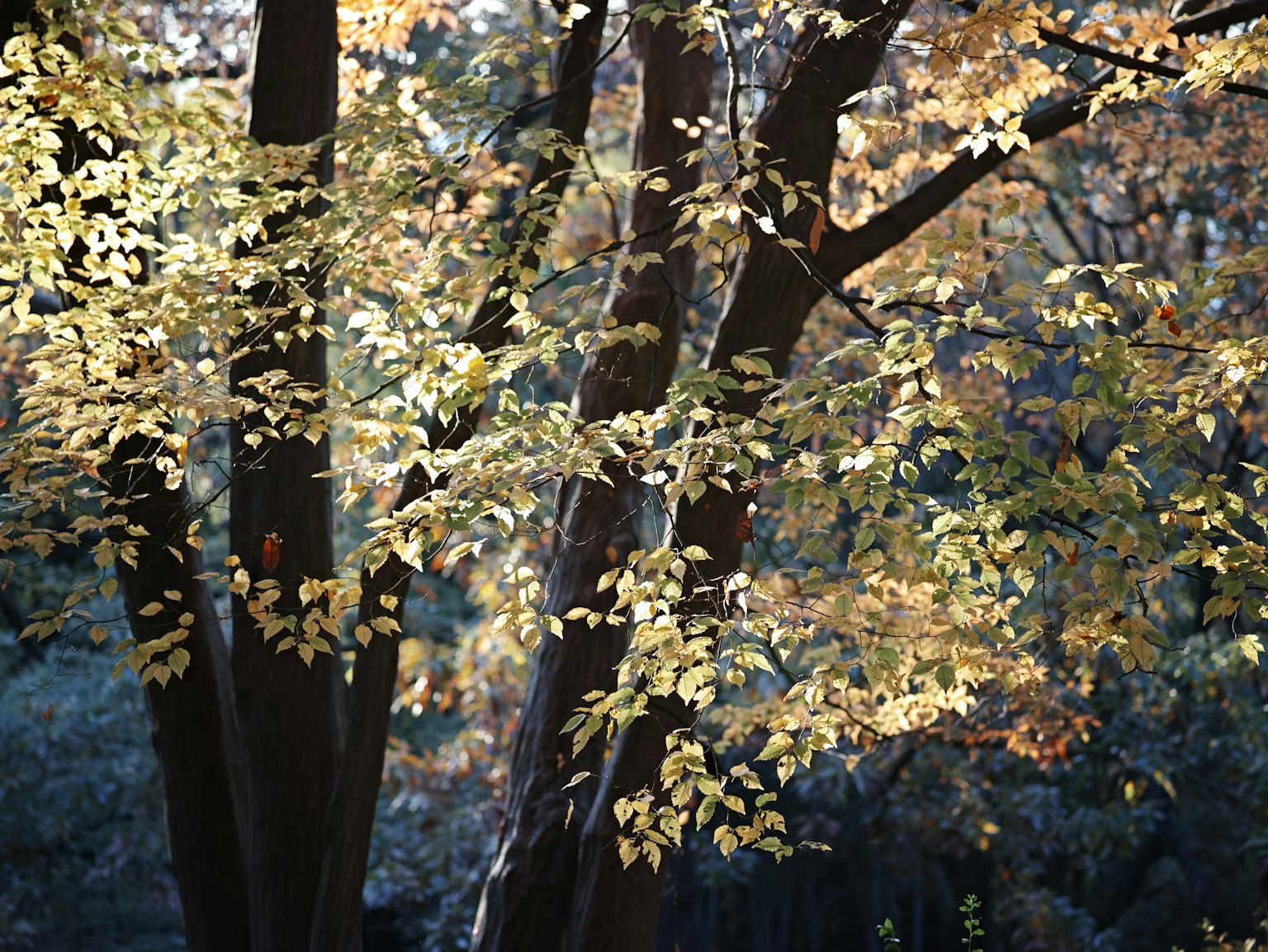 Kedekatan pohon dengan daun musim gugur yang cerah