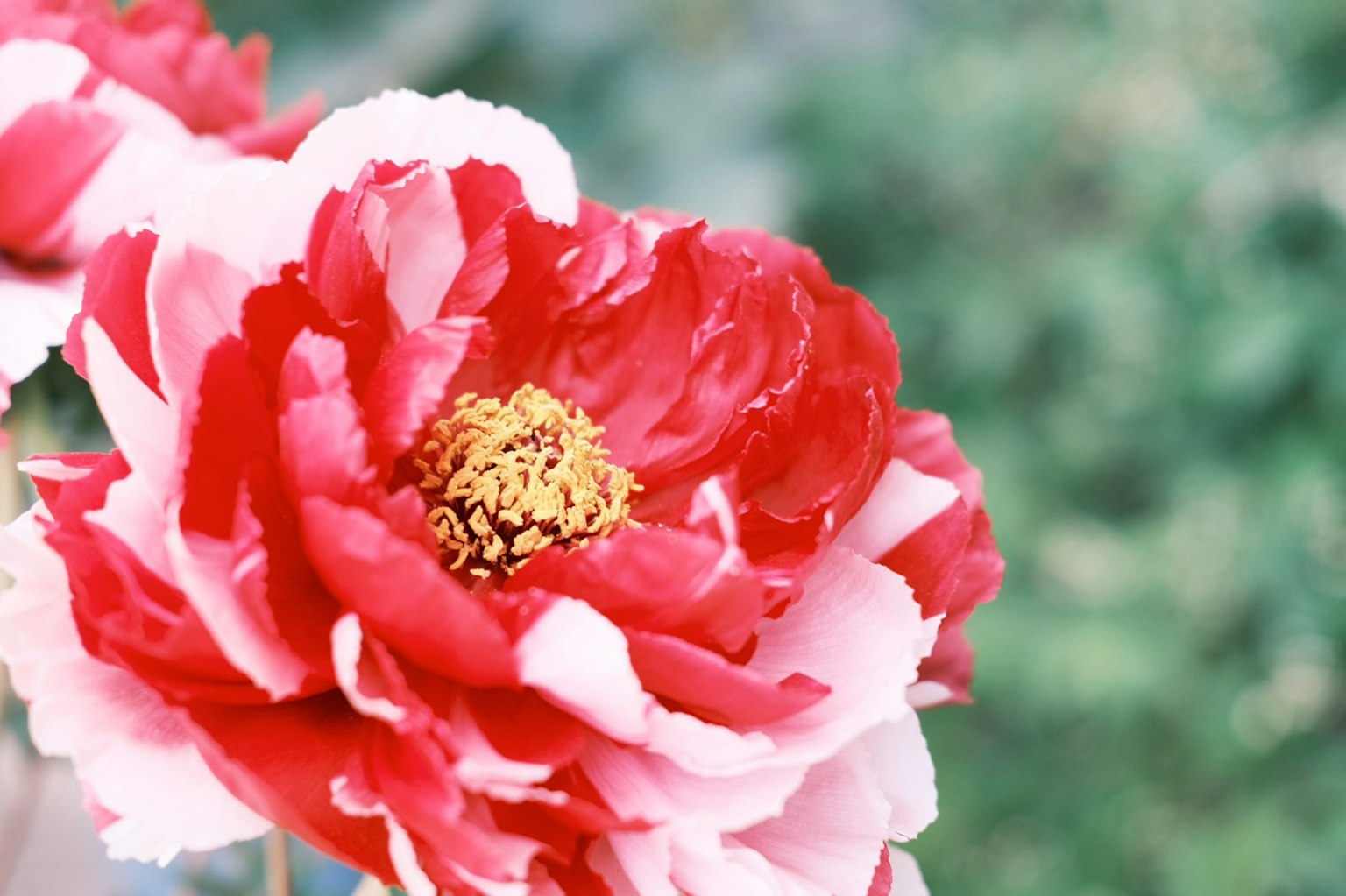 Nahaufnahme einer schönen Blume mit roten und weißen Blütenblättern
