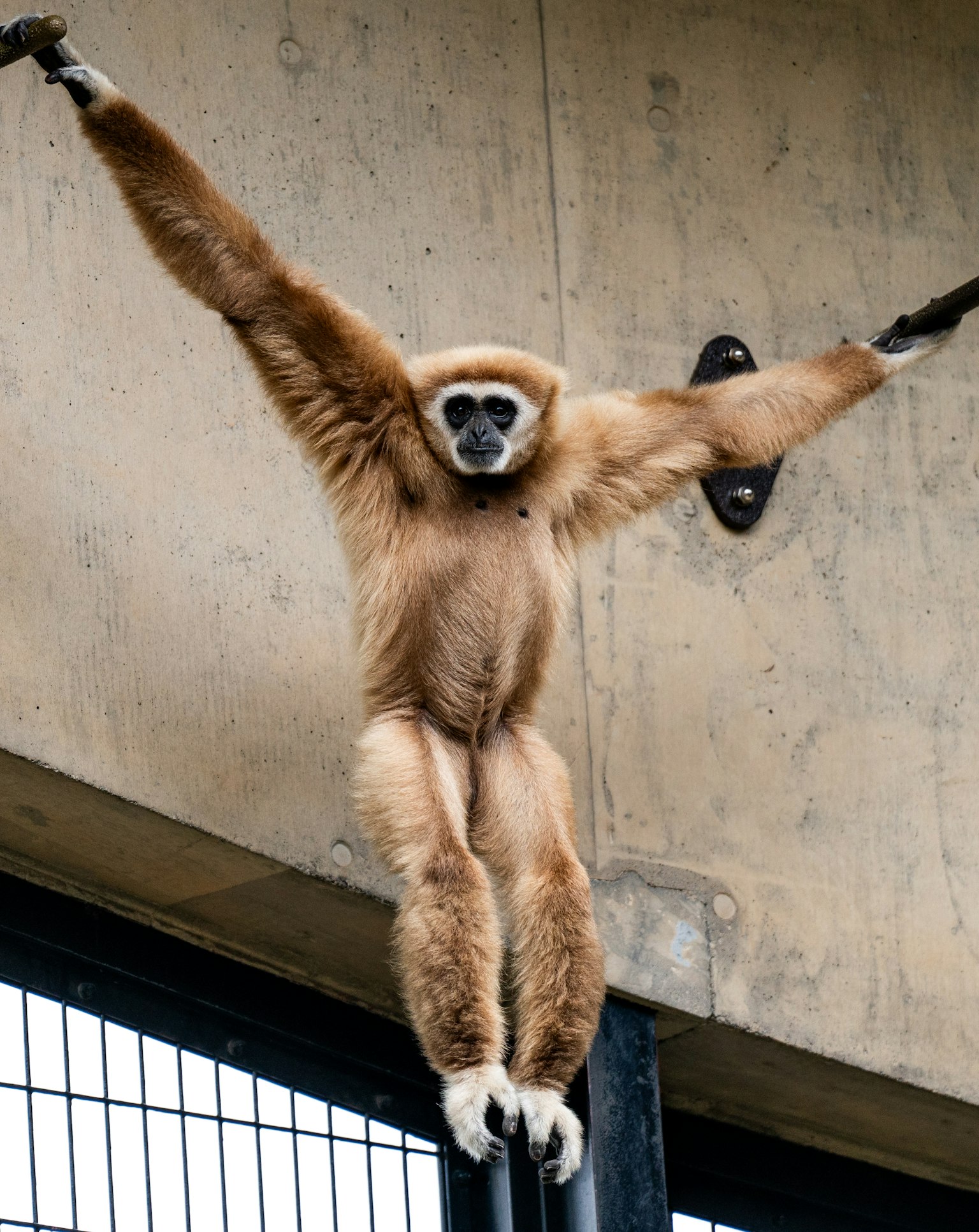 Một con gibbon treo trên một thanh trong vườn thú