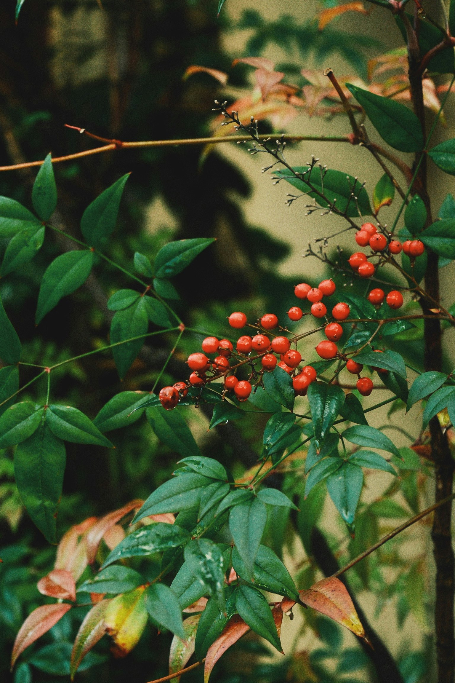 Baies rouges de nandina sur une branche