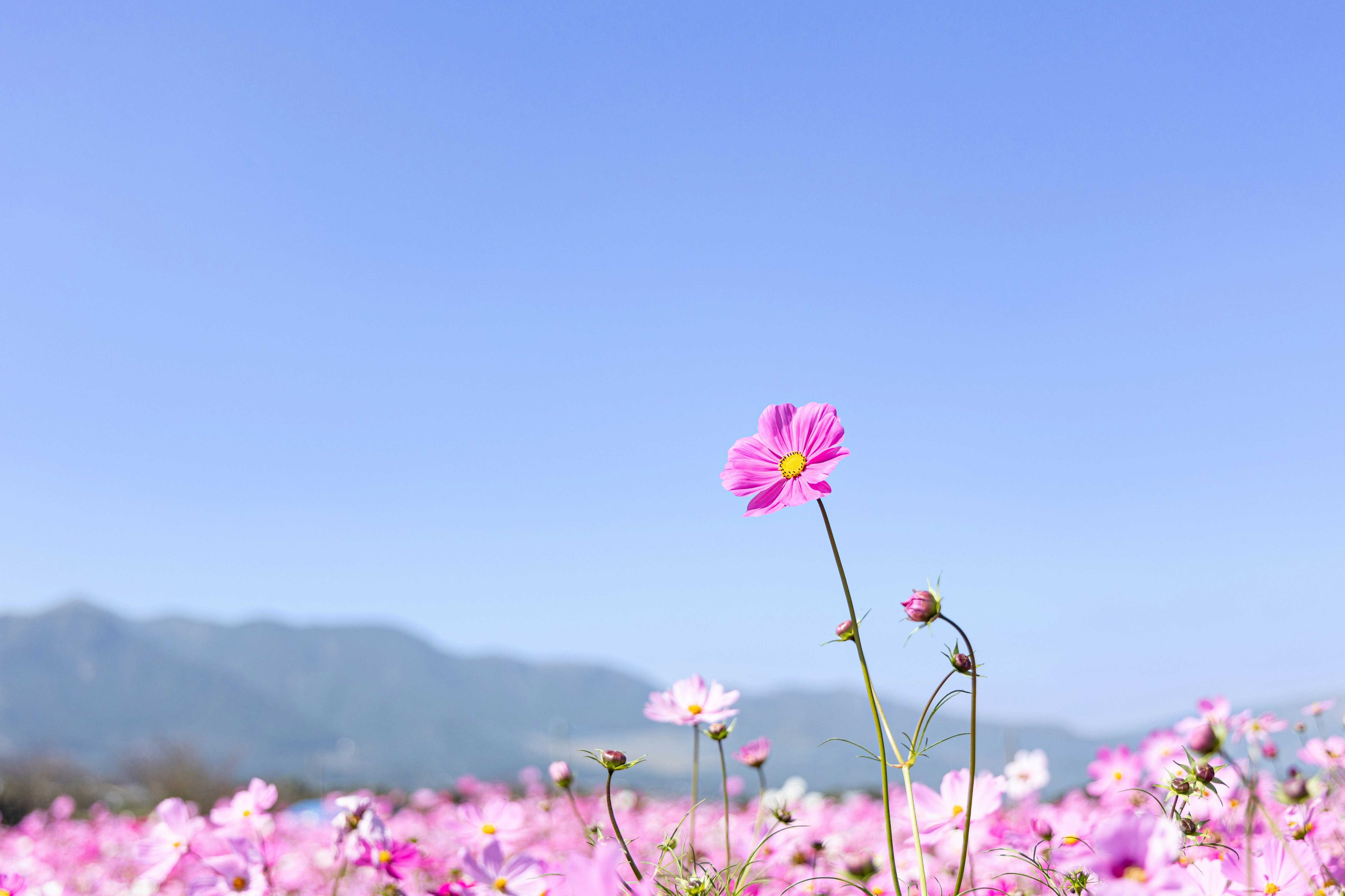 青空の下で咲くピンクの花畑と一輪のコスモス