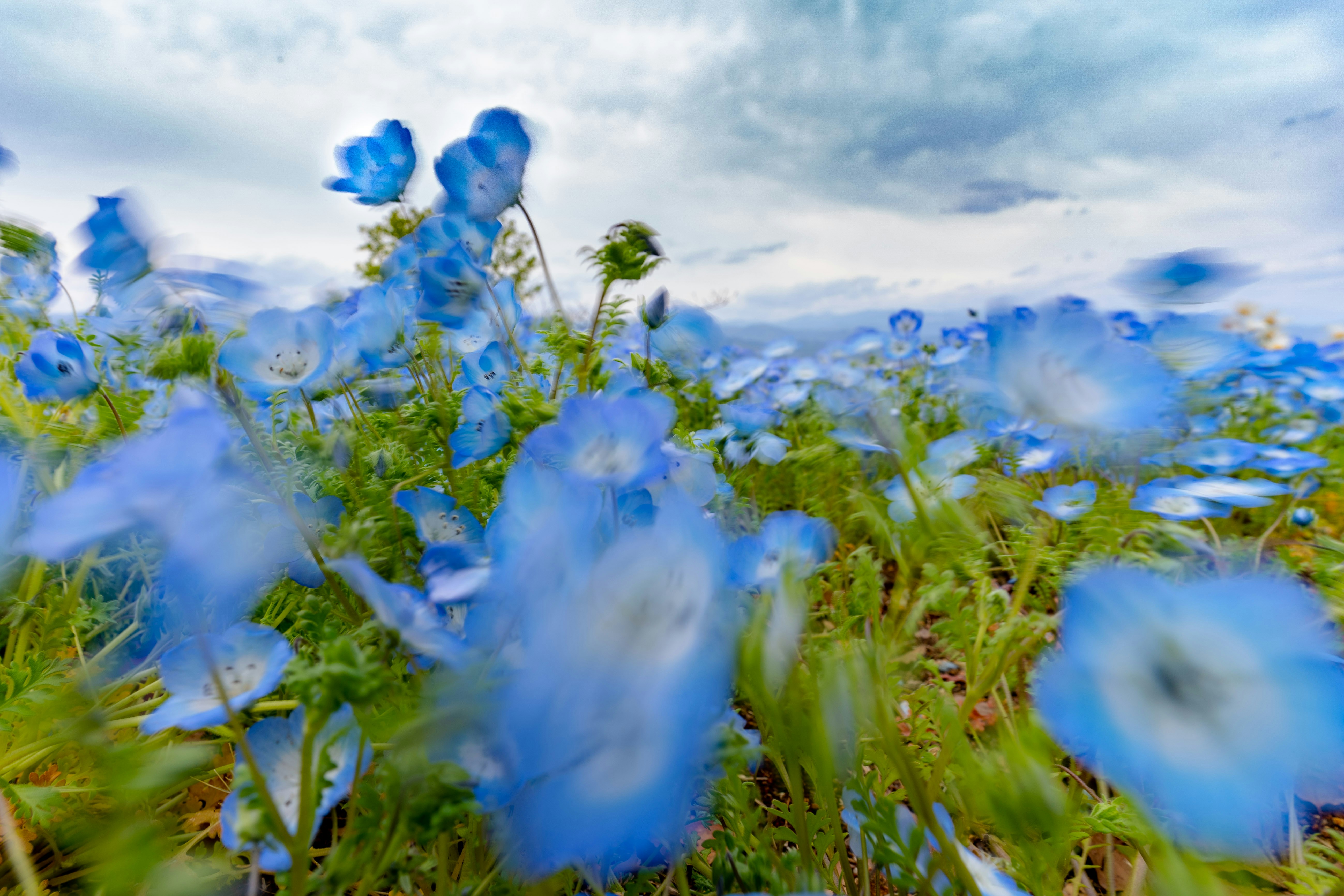 青い花が風に揺れる草原の花畑