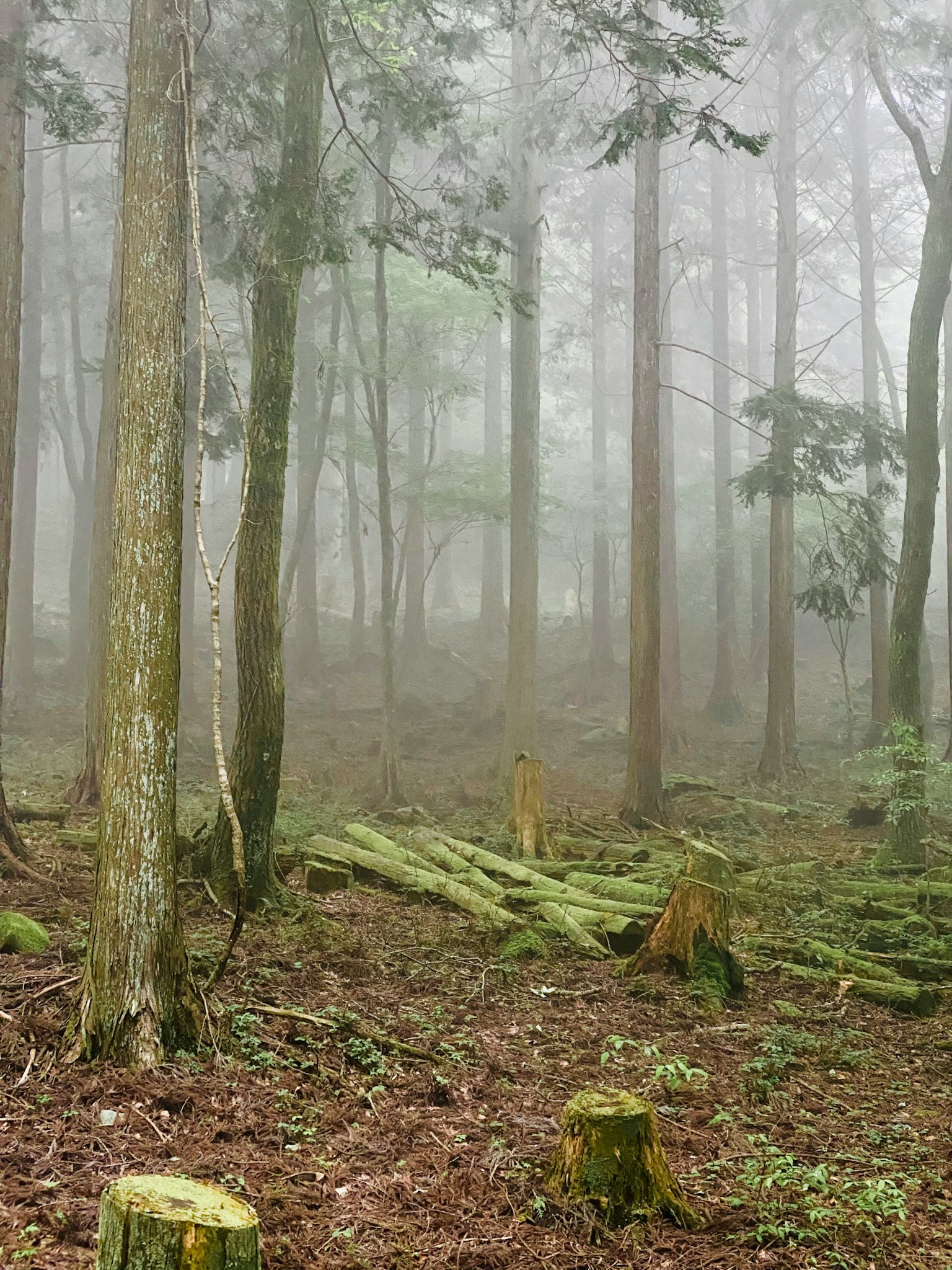 Pemandangan hutan tenang yang diselimuti kabut dengan pohon dan tunggul yang jatuh