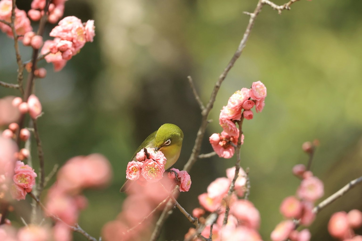 Un uccello verde circondato da fiori rosa in un bellissimo scenario primaverile