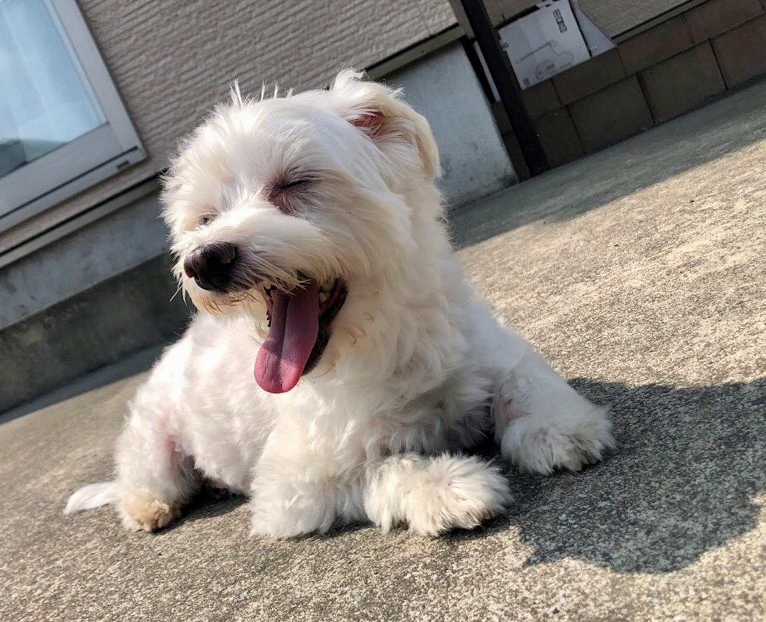Anjing putih berbaring di atas beton menguap di bawah sinar matahari