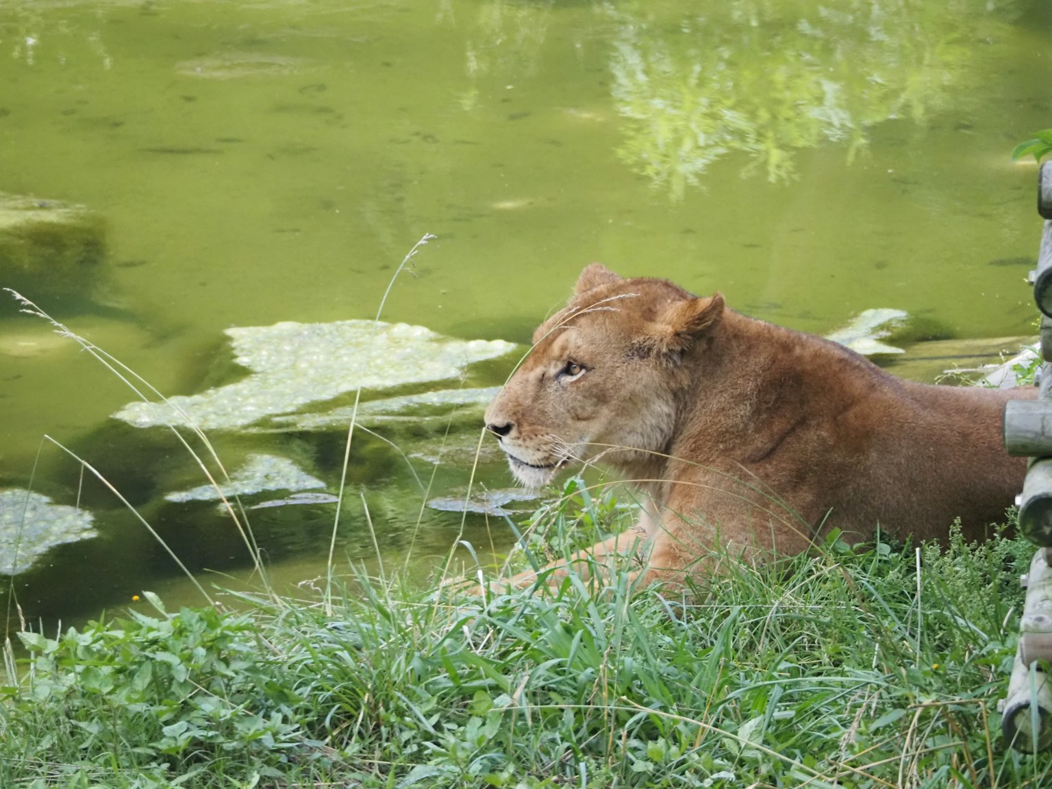Female lion resting on grass near a pond