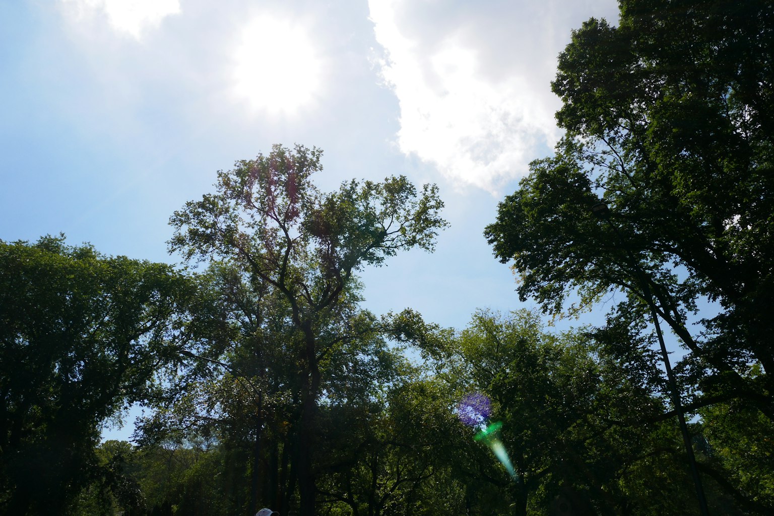 Alberi verdi lussureggianti sotto un cielo blu con luce solare