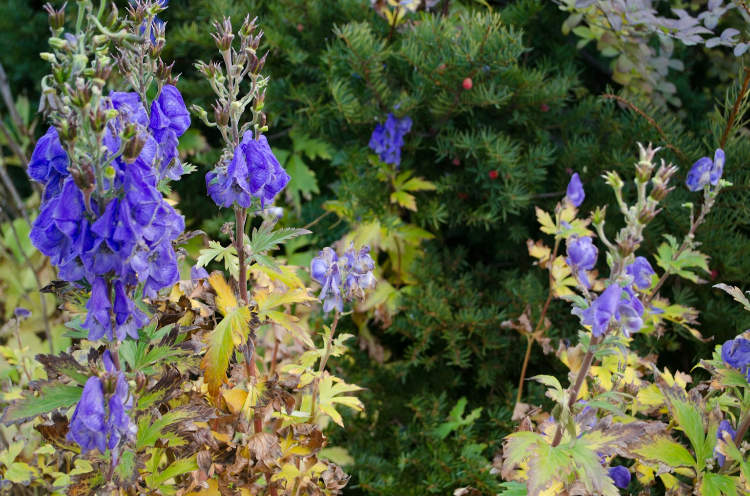 Büschel von lila Blumen mit grünem Laub im Hintergrund