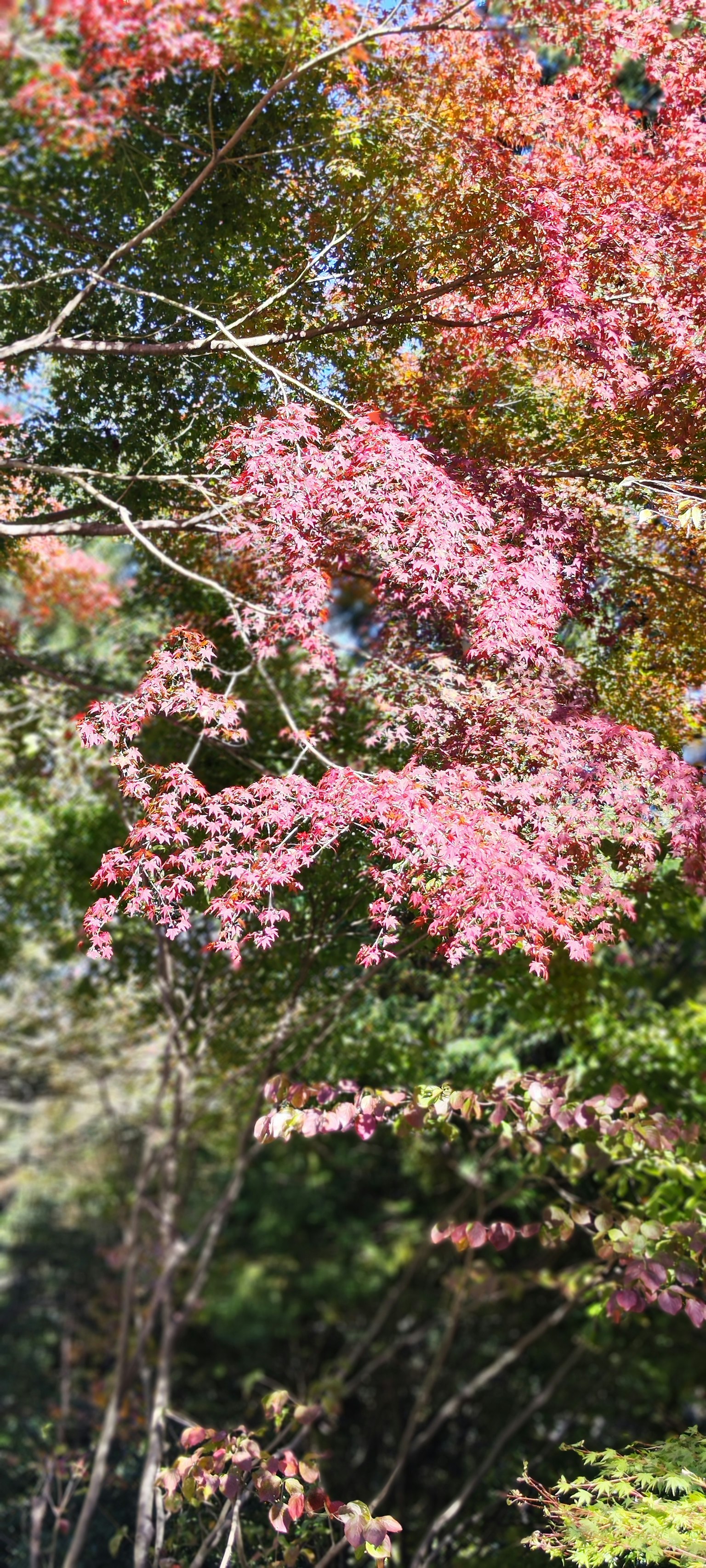 五彩斑斕的秋葉和樹上盛開的粉紅色花朵