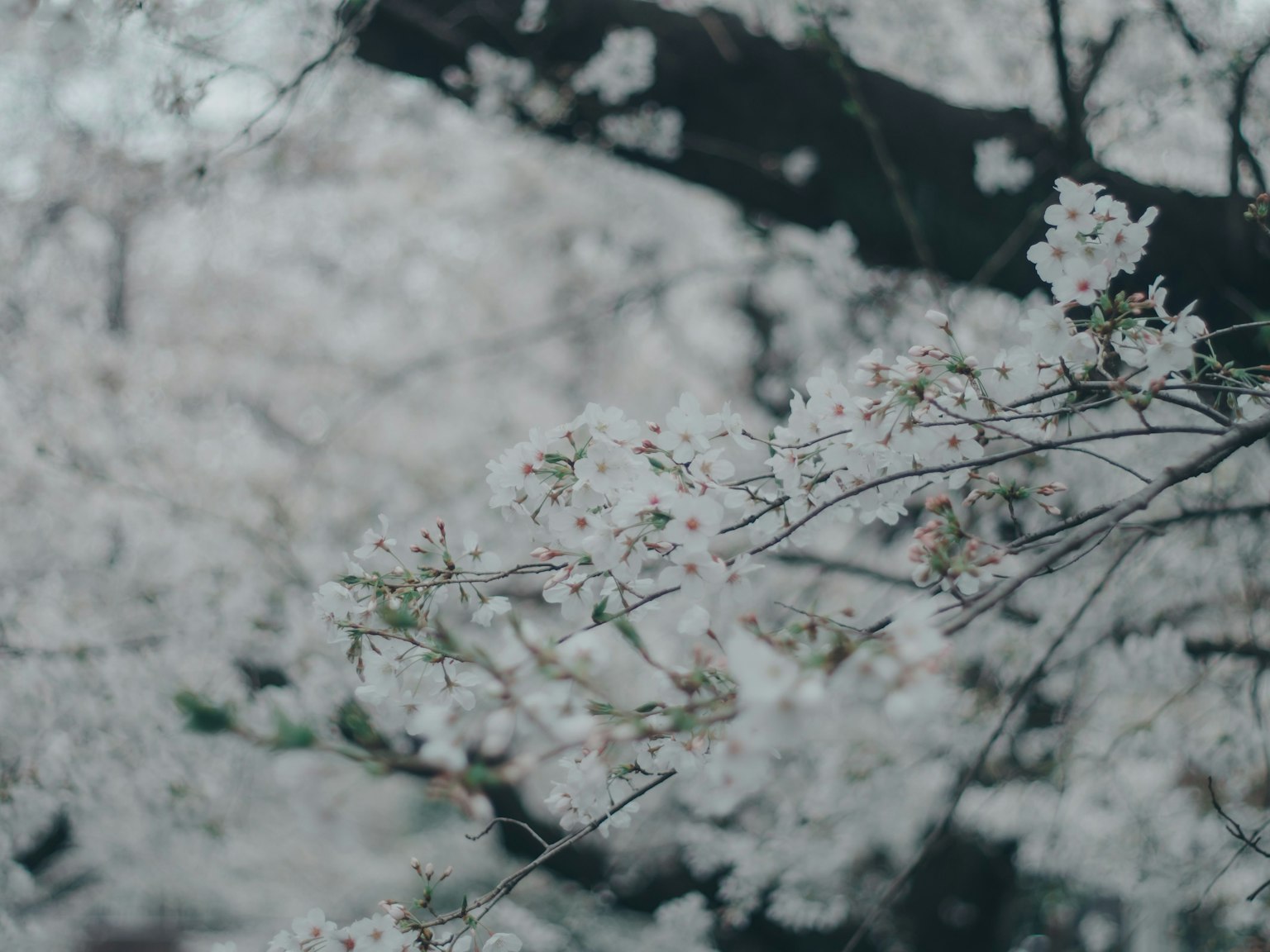 Primer plano de ramas de cerezo con flores blancas en plena floración y colores suaves