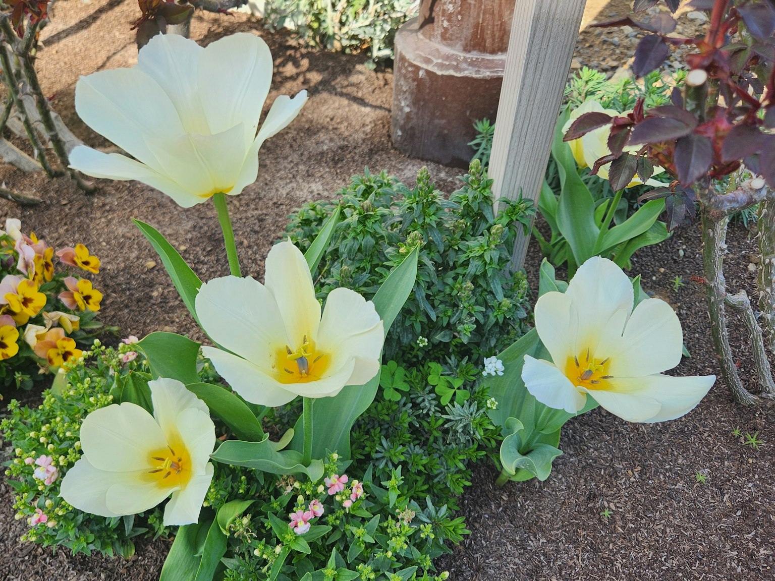 Một khu vườn với hoa tulip trắng có tâm vàng và lá xanh tươi tốt