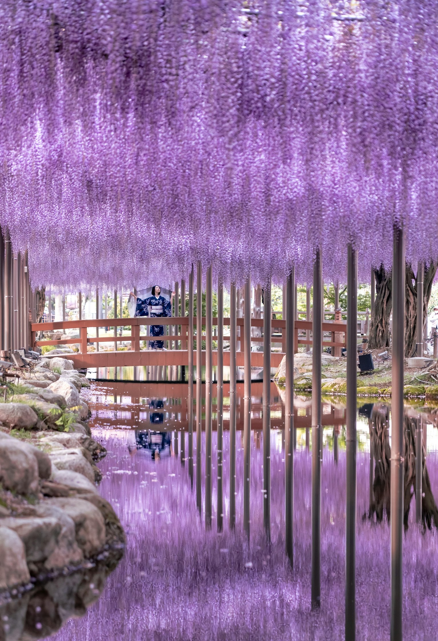 紫色の藤の花が咲く美しい風景 橋と水面に映る花の反射