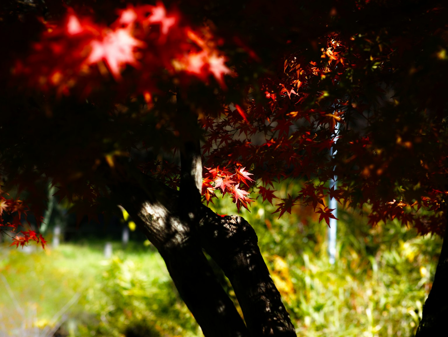 Schöne rote Herbstblätter vor grünem Gras