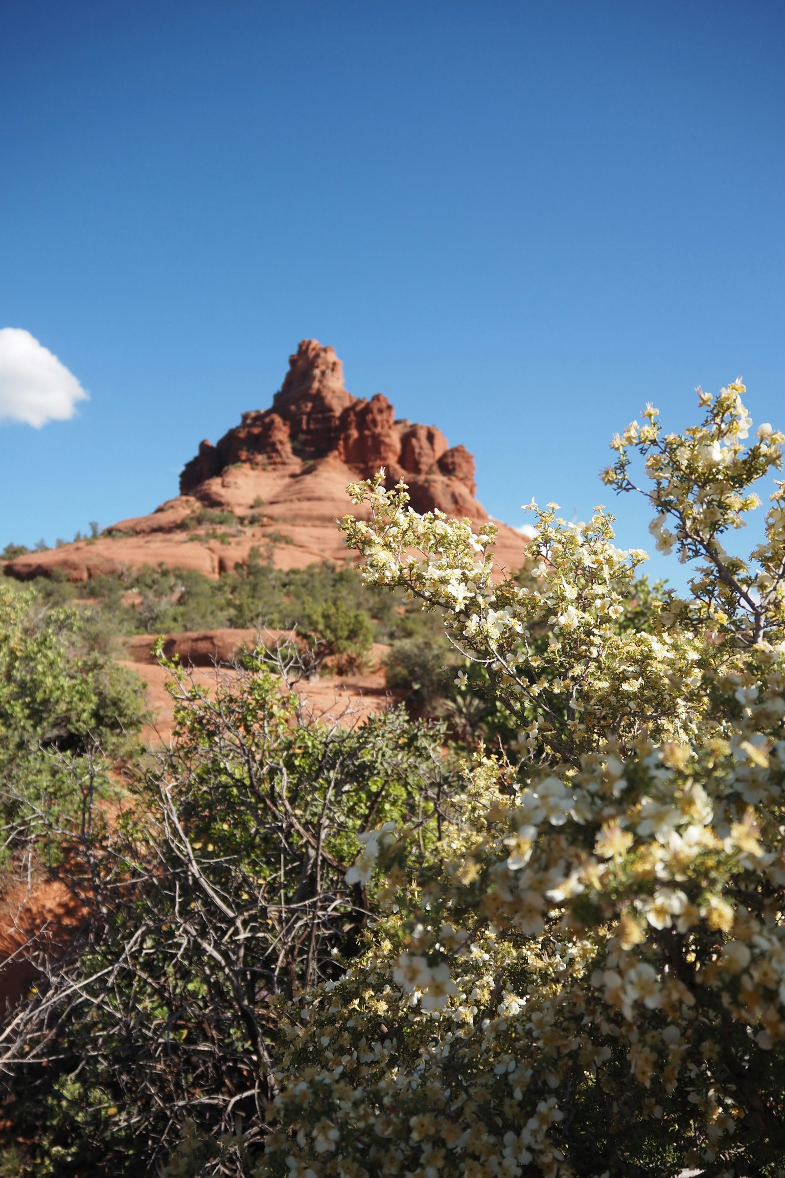 Formation rocheuse rouge sous un ciel bleu avec des fleurs jaunes en fleurs